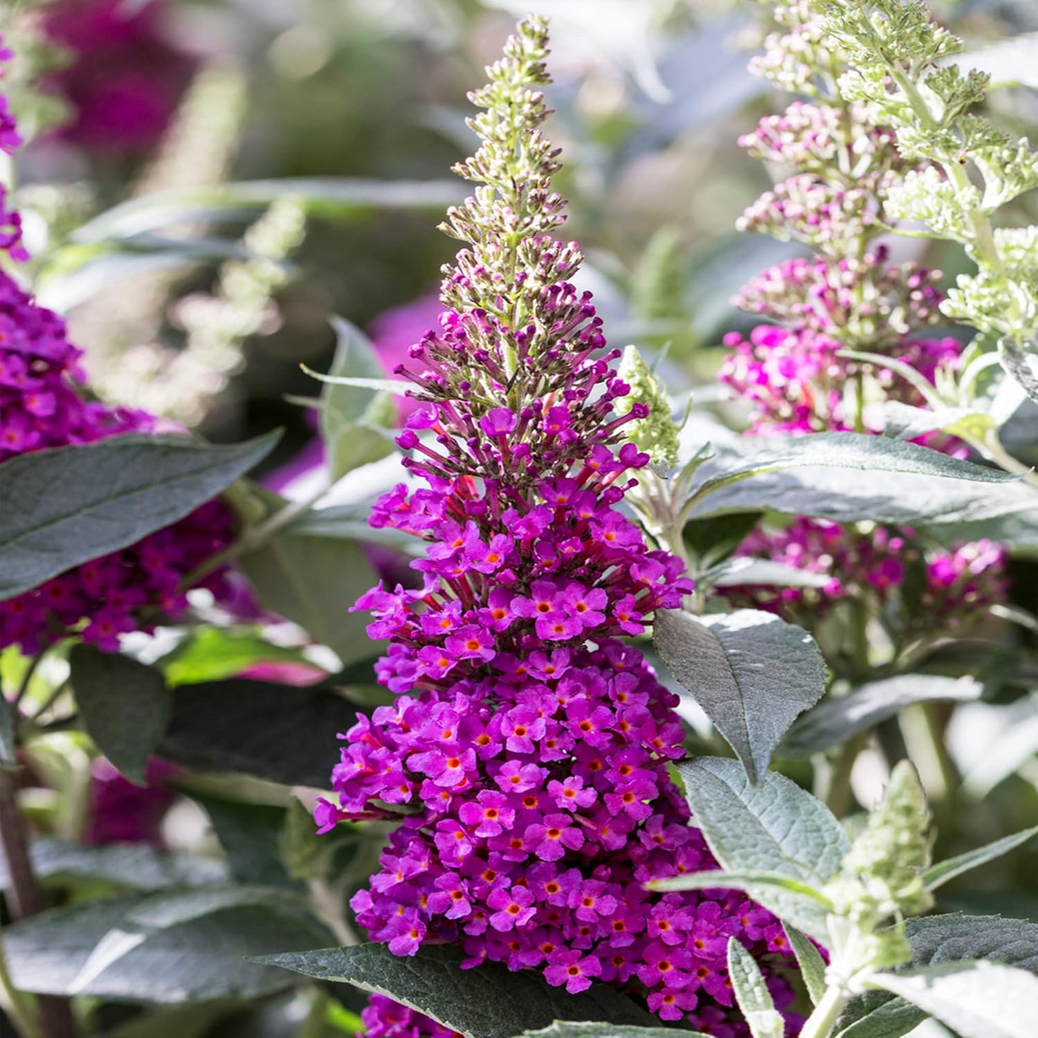 Buddleia Buzz Hot Raspberry Butterfly Bush Deciduous Potted Garden
