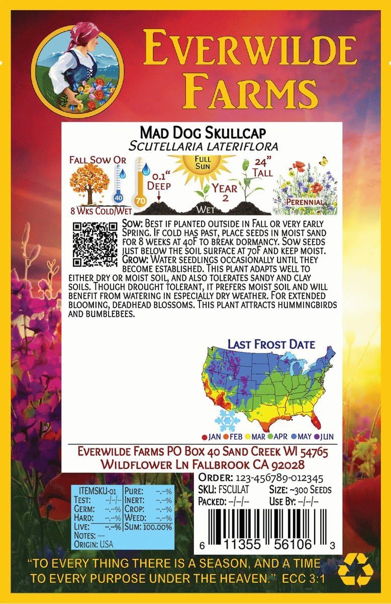 Everwilde Farms - 1 Oz Mad-Dog Skullcap Native Wildflower Seeds - Gold Vault