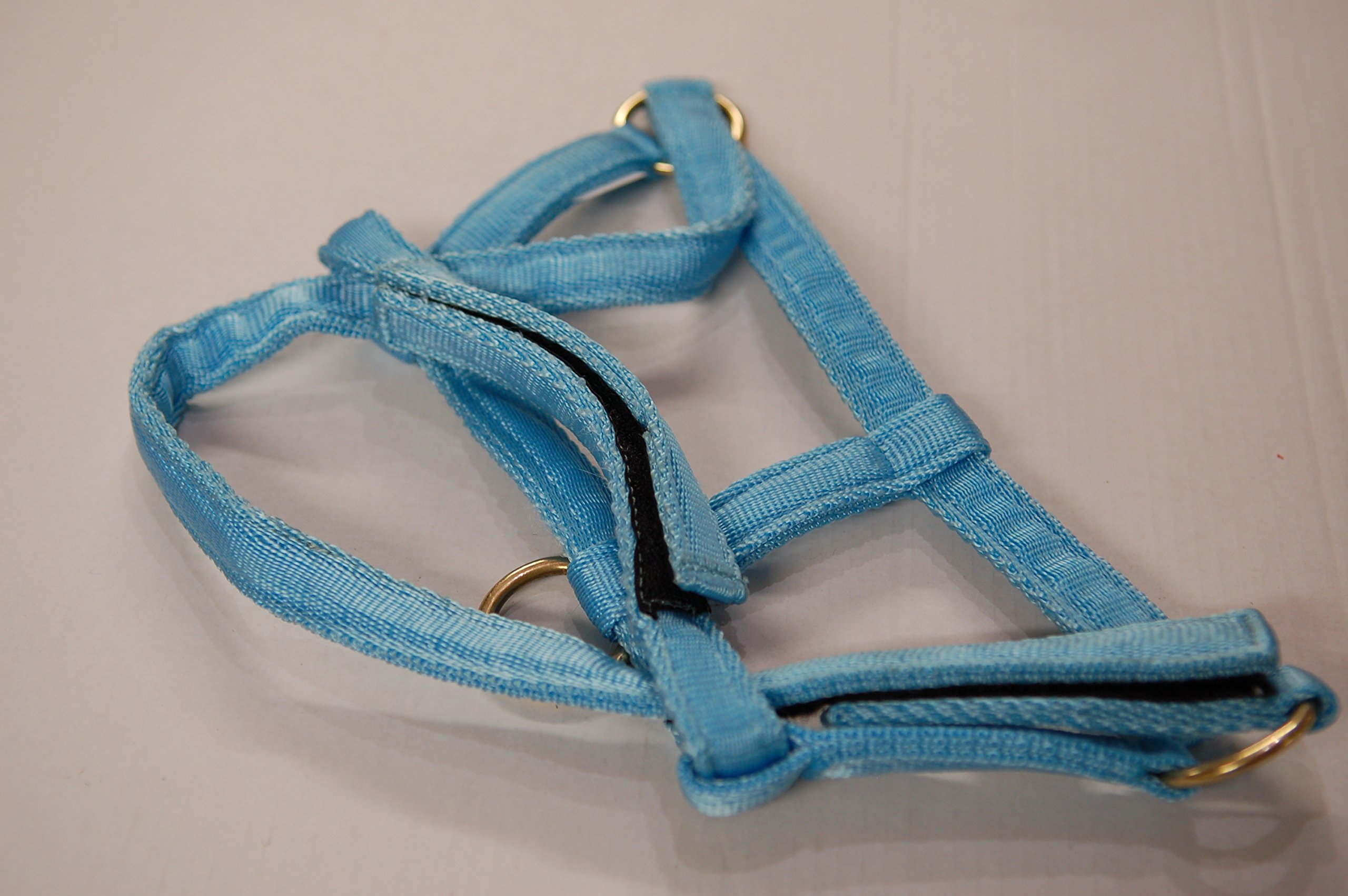 IV Horse Wee Pony Safety Turnout Headcollar (Baby Blue, Medium)
