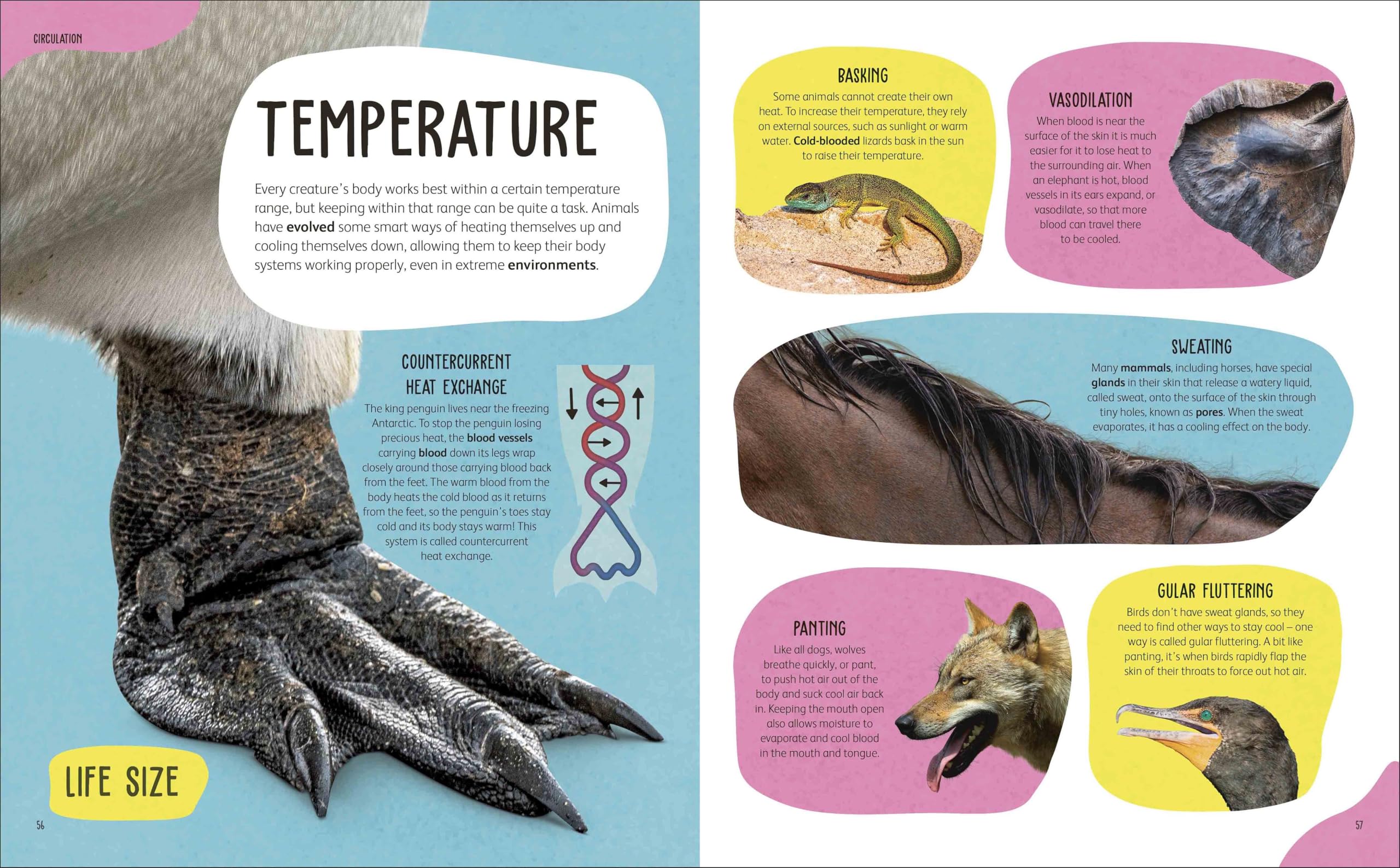 The Animal Body Book: An Insider's Guide to the World of Animal Anatomy