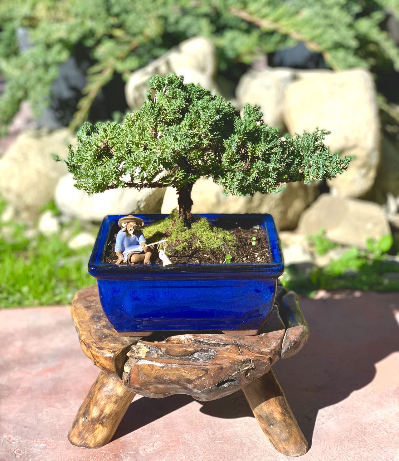 Amazon.com: 活矮人杜松盆景樹7 歲| 杜松樹或玉器盆景樹| 室內/室外