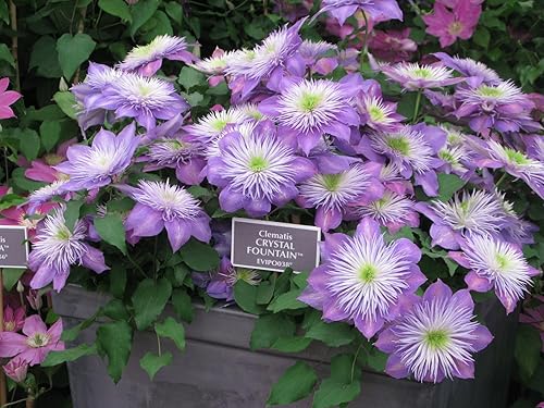 Miniatura 5 de Fuente de cristal Clematis - Planta viva en una maceta de cultivo de 3.5 pulgadas - Colección Clematis Connoisseur - Plantas de inicio listas para