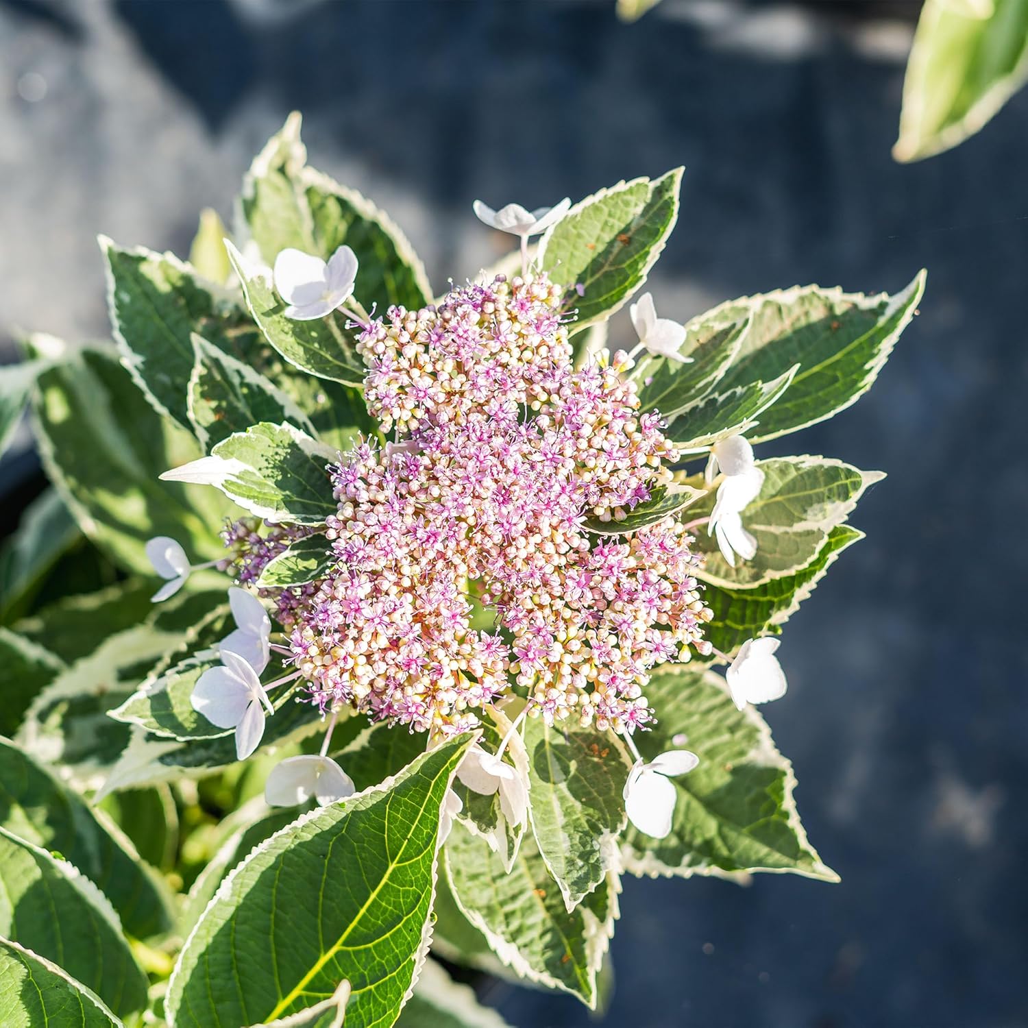 Perfect Plants Variegated Hydrangea Macrophylla Bush 1 Gallon Growers Pot | Flowering Shrub with Unique Variegated Foliage | Live Perennial