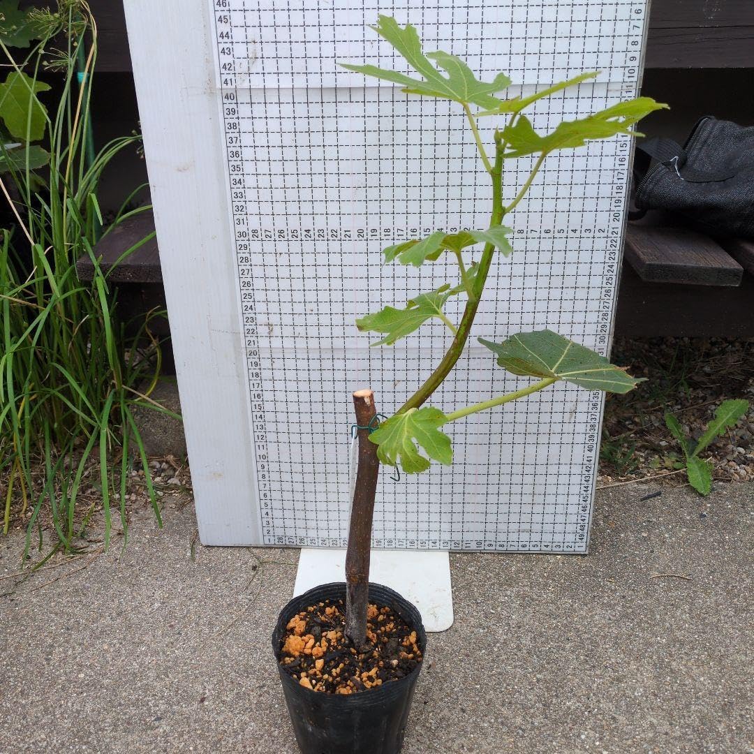 3545 農薬不使用 イチジク 20バナーネ取り木苗 園芸ネット本店