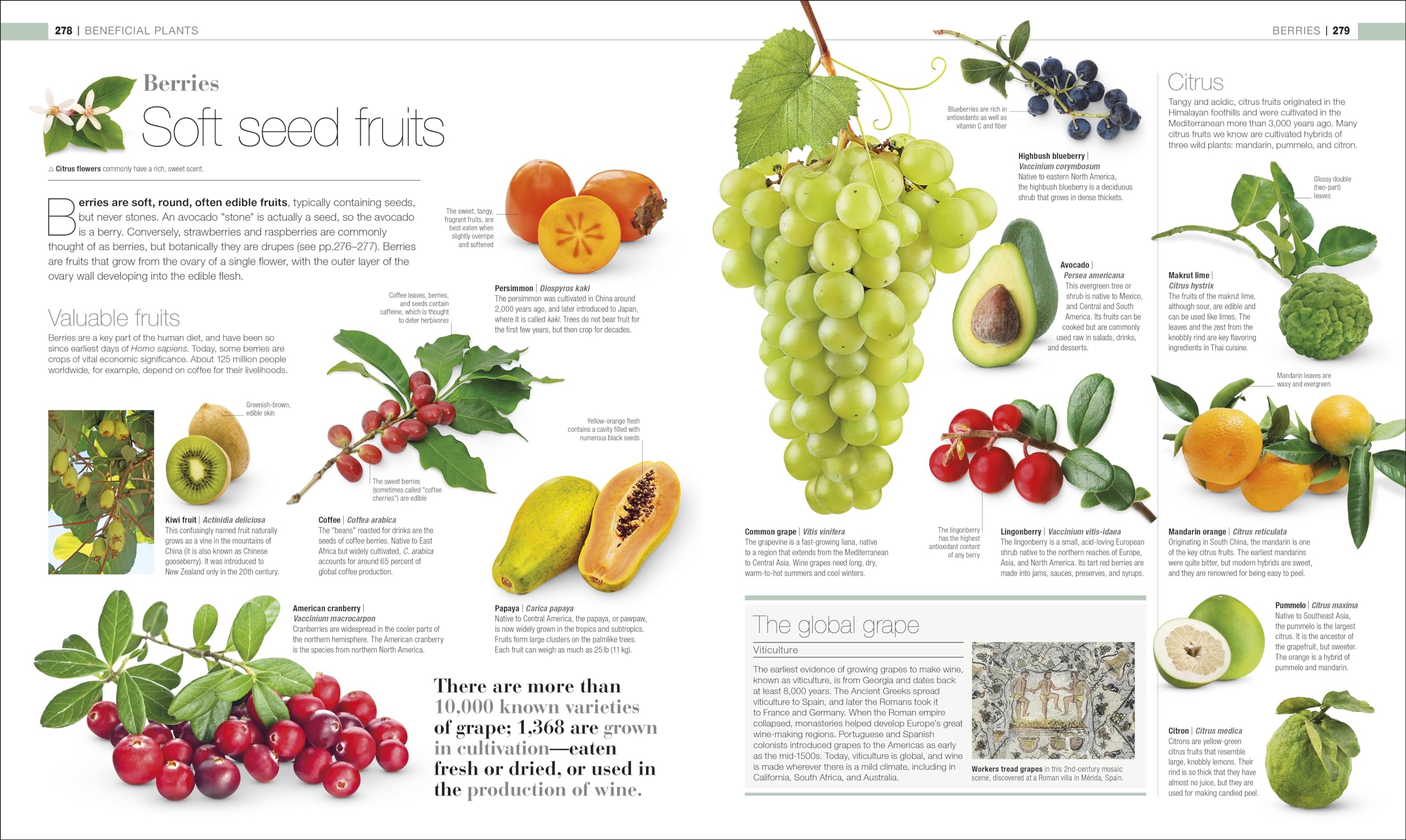 Plants and Fungi: The Definitive Visual Encyclopedia (DK Definitive Visual Encyclopedias) - Image 7