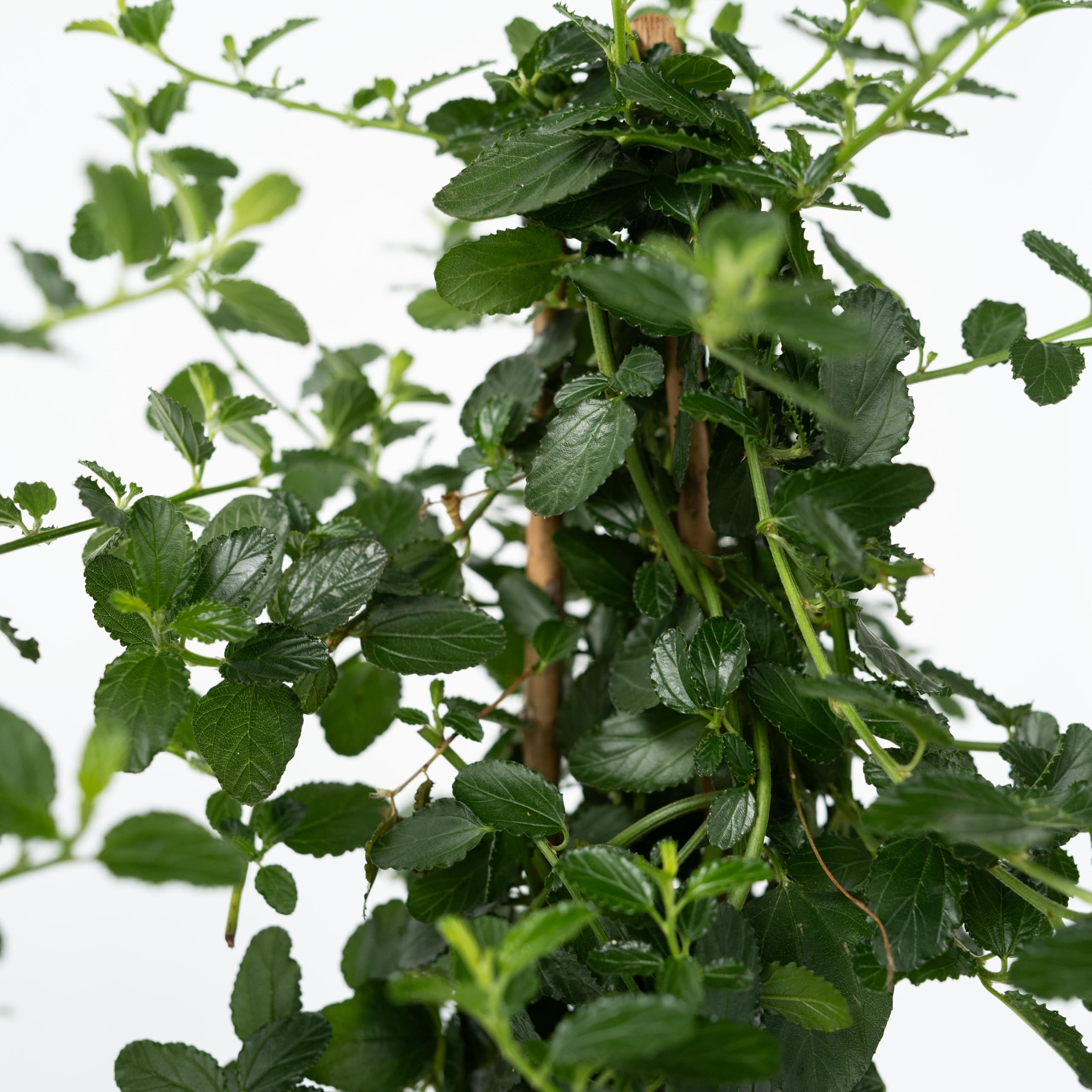 Plant in a Box - Ceanothus thyrsiflorus Repens - Set de 2 - Floración primaveral - Hojas brillantes - Arbusto perennifolio - Maceta 17cm - Altura 60-70cm