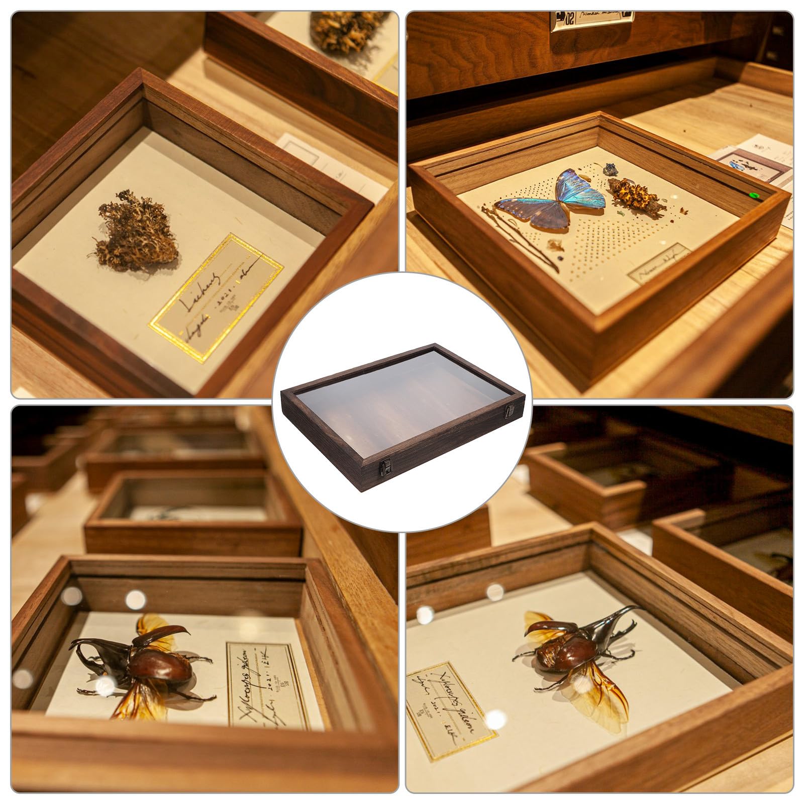 Caja de Exhibición y Gran Capacidad de Madera Tapa Transparente de Especímenes para Protección Soporte Rectangular Elegante para Mostrar y