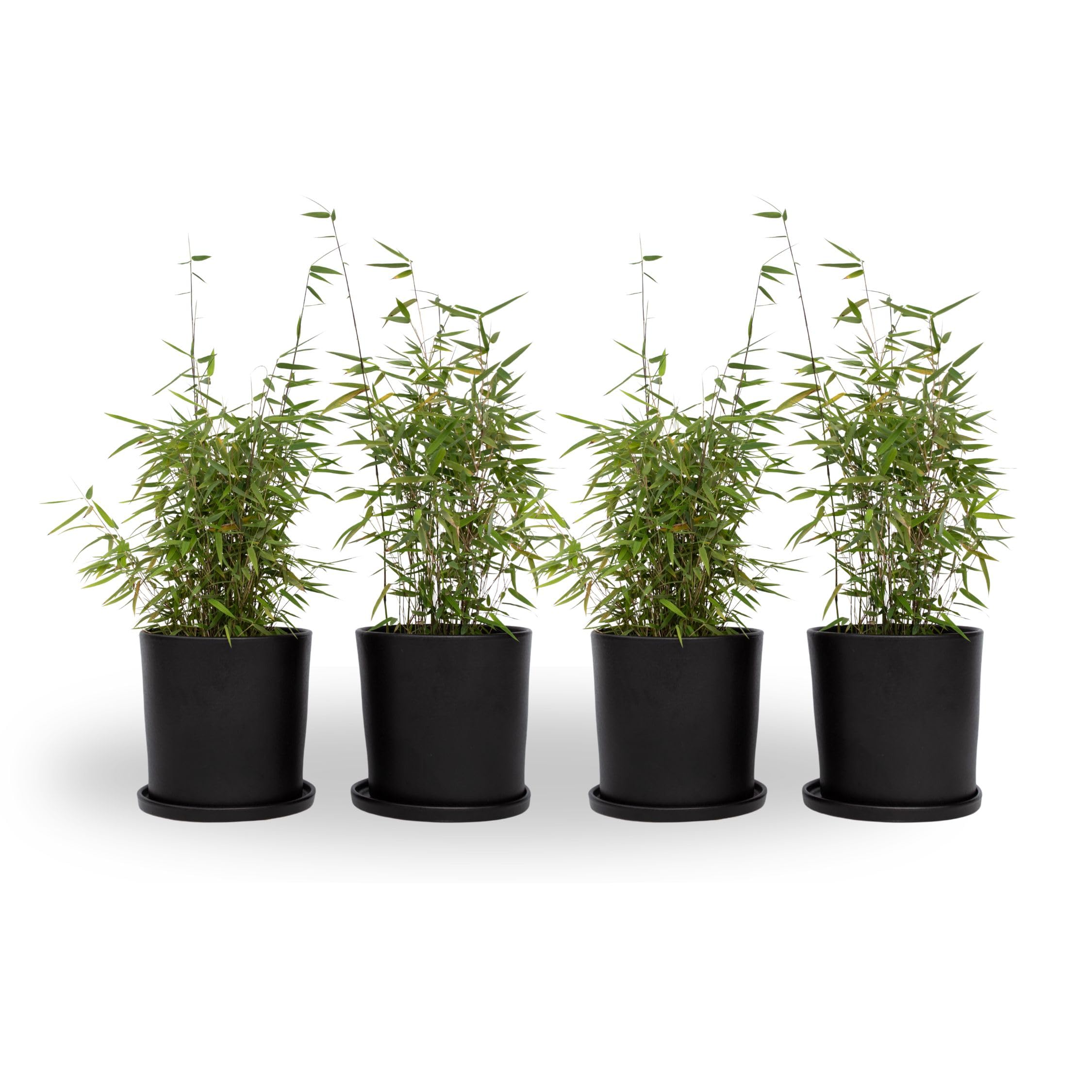 Plant in a Box - Fargesia nitida 'Red Dragon' - Set di 4 - Bambù rosso - Vaso 17cm - Altezza 50-70cm - non invasiva - Sempreverde Resistente