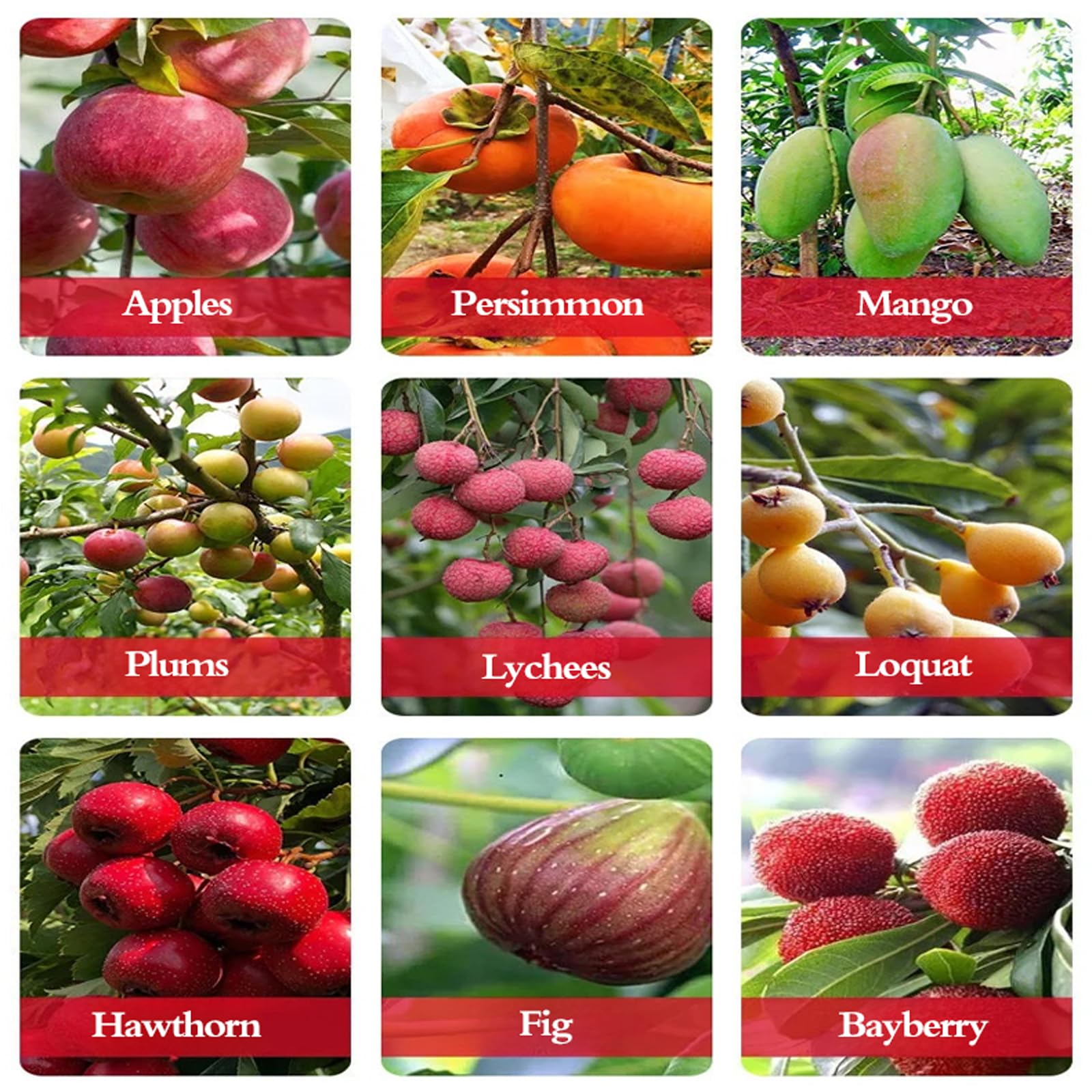Attrezzo Raccogli Frutta,Raccogli Frutta Telescopico,Raccoglitore di Mele,Asticcio Raccoglifrutta Telescopico,Facile da Montare,per Raccogliere Fruttas da Luoghi Alti