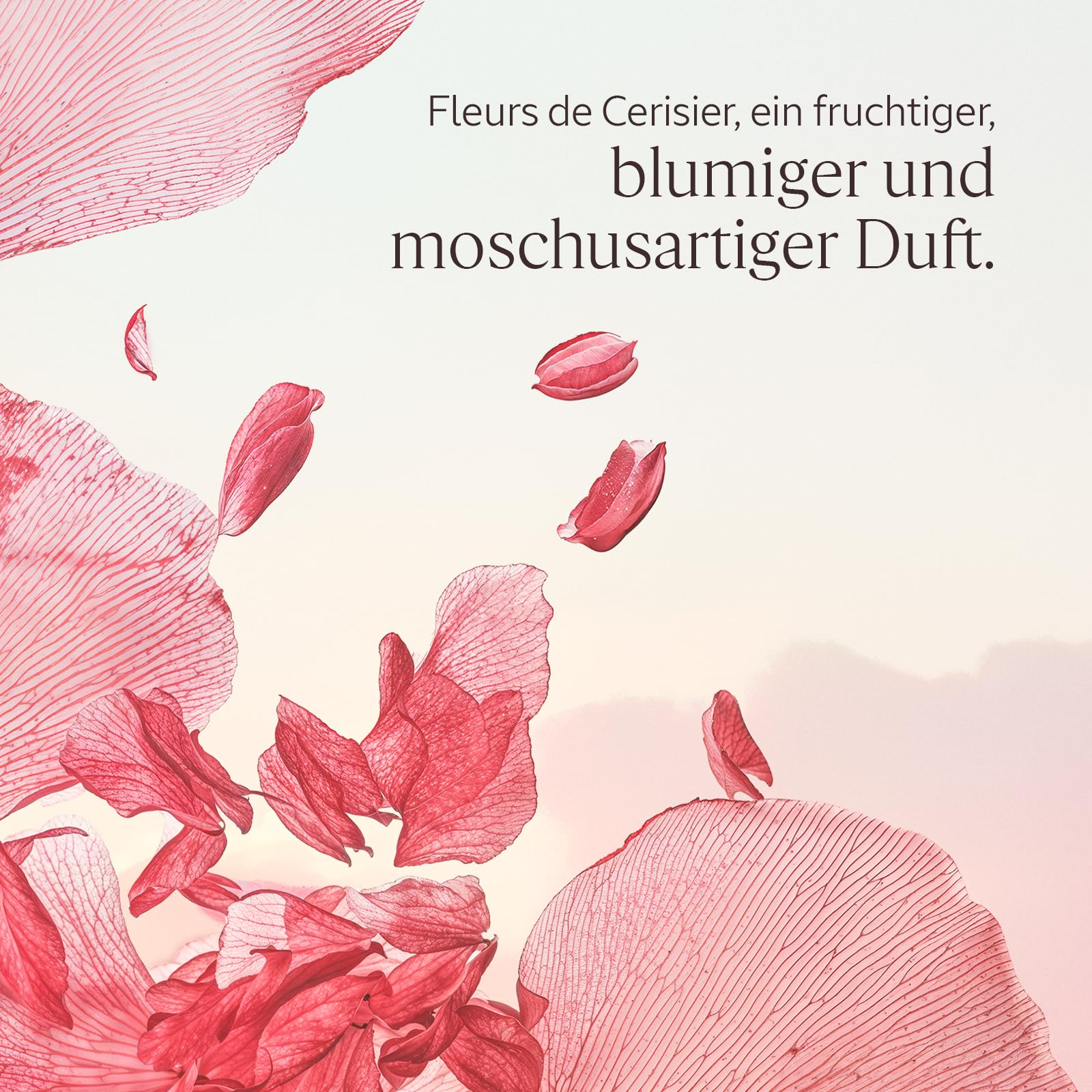 L'OCCITANE - Geschenkbox Fleurs de Cerisier (Kirschblüte) Körperroutine