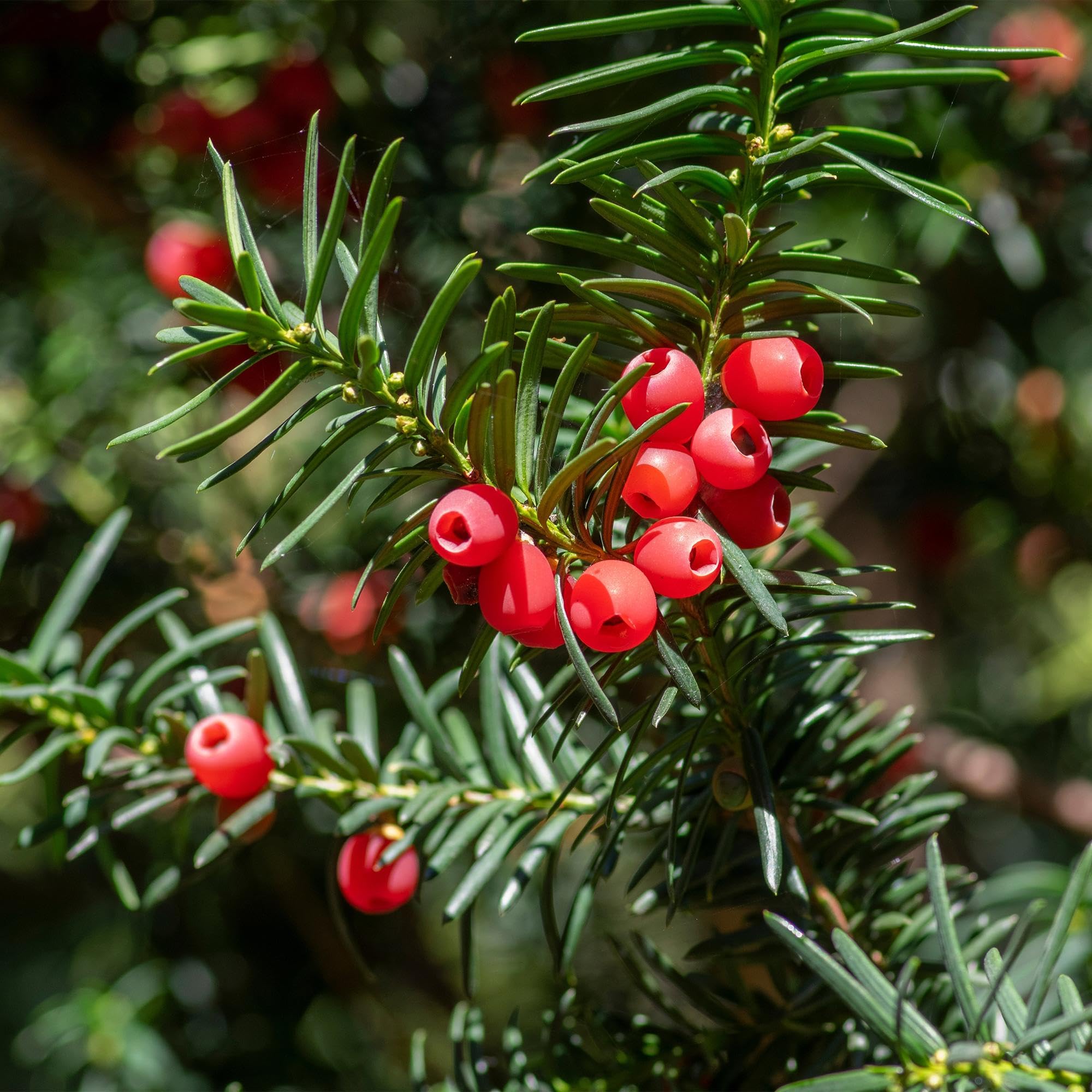 Europejski cis Taxus baccata – wiecznie zielony – roślina żywopłot – 6 roślin – 17 cm x wys. 60 cm – łatwa w pielęgnacji