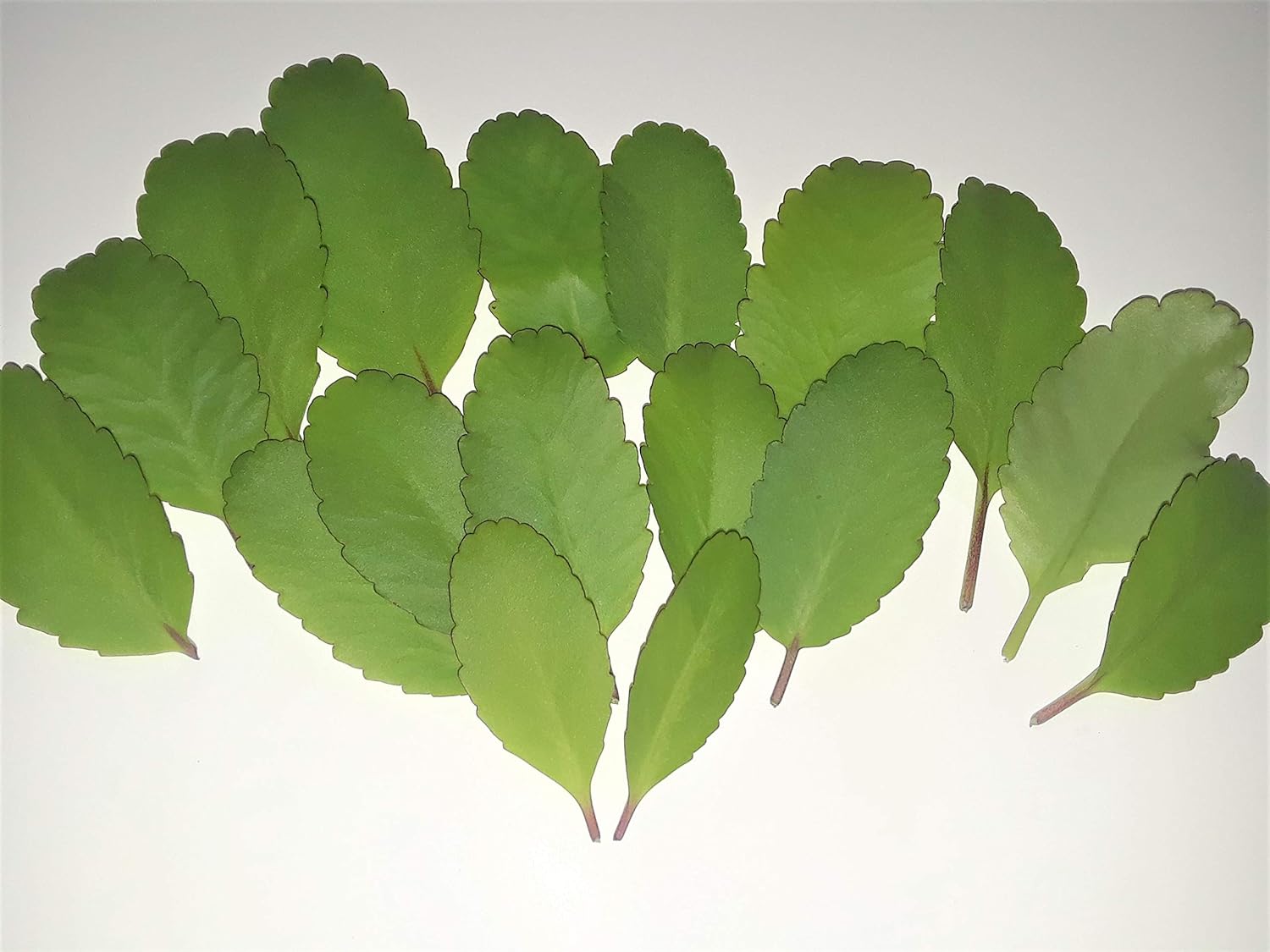 10 Leaves Kalanchoe pinnata Miracle Leaf ‘Magic Bells’ Goethe Plant 10 Leaves