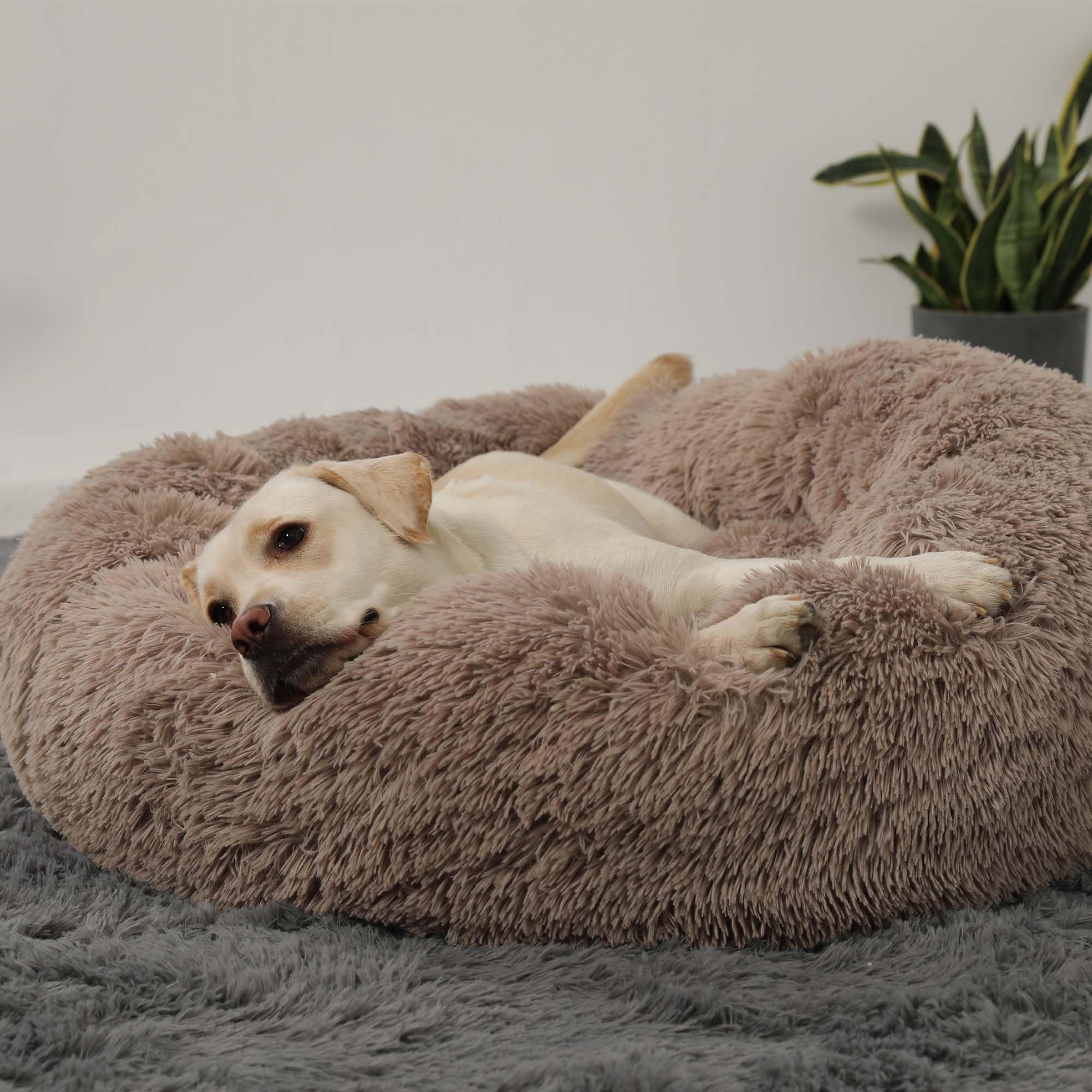 HACHIKITTY Cama calmante para perros con forma de dona, cama redonda y esponjosa para mascotas con cojín cosido para perros grandes, lavable, color gris pardo, XL, 36 pulgadas