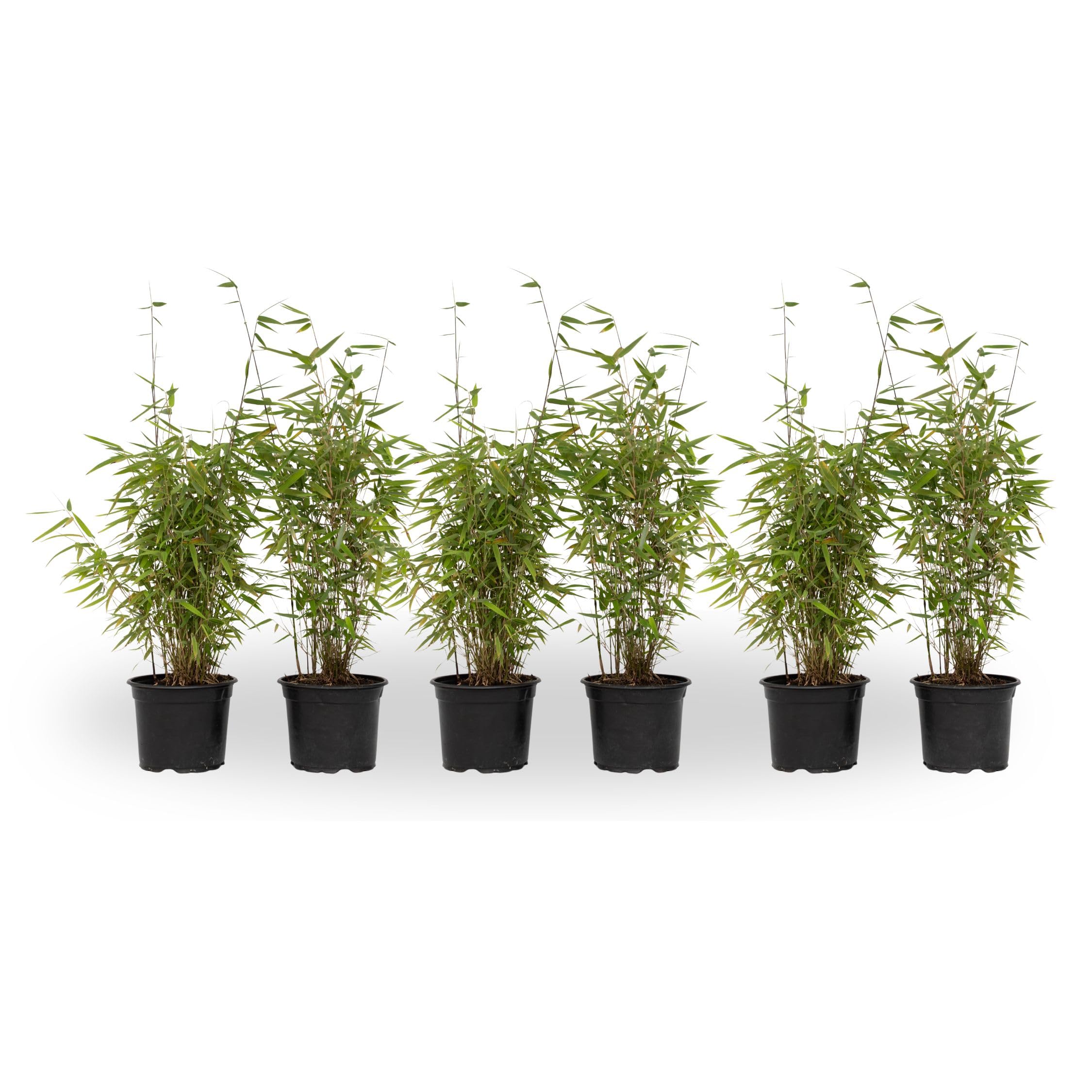 Plant in a Box - Fargesia Red Dragon - 6er-Set - roter Bambus - Topf 17cm -  Hhe 50-70cm - nicht invasiv - Winterhart Immergrn : Amazon.de: Garten