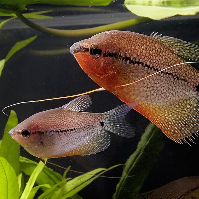 Foto 2 de 8 de JBL PRONOVO Gourami Grano, Alimento Base para Gouramis, Colisa y Otros Labríntidos de 3-10 cm