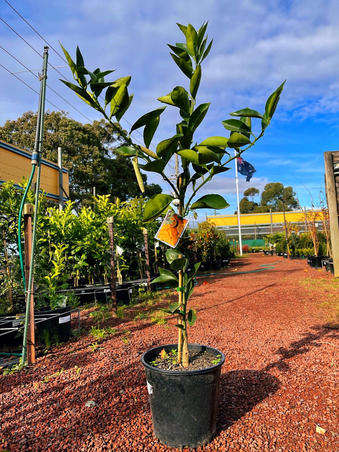 Orange Nagpur Mandarin All Time Variety santra Fruit Grafted Live Plant & Tree(1-2 Feet Size) (B0D7MZGGYZ) Amazon Price History, Amazon Price Tracker