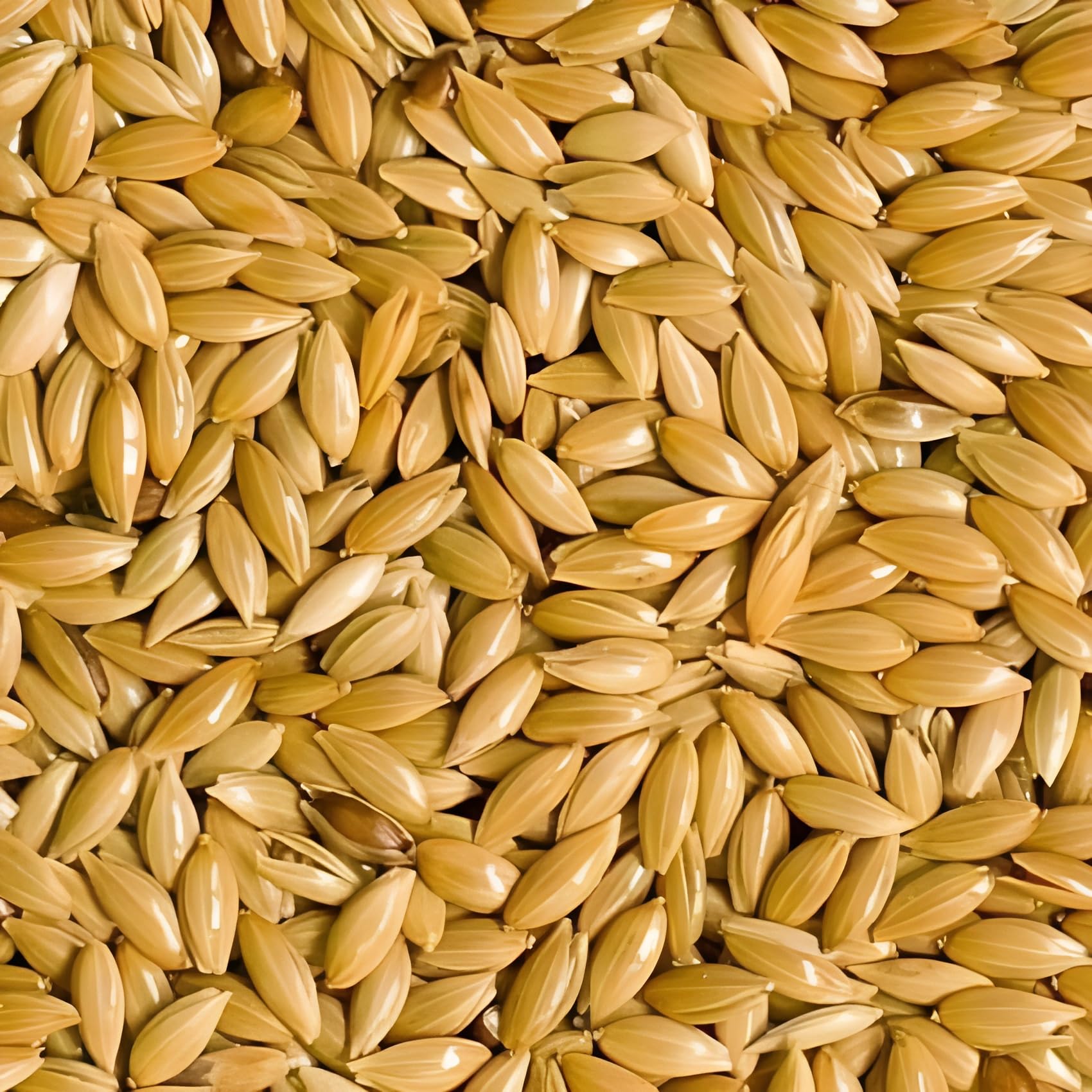Green view®| Premium|Canary Seeds for Finckes, Javas, Munias, Canary,Waxbills & Sparrow |Net Weight 480 GM-image-19