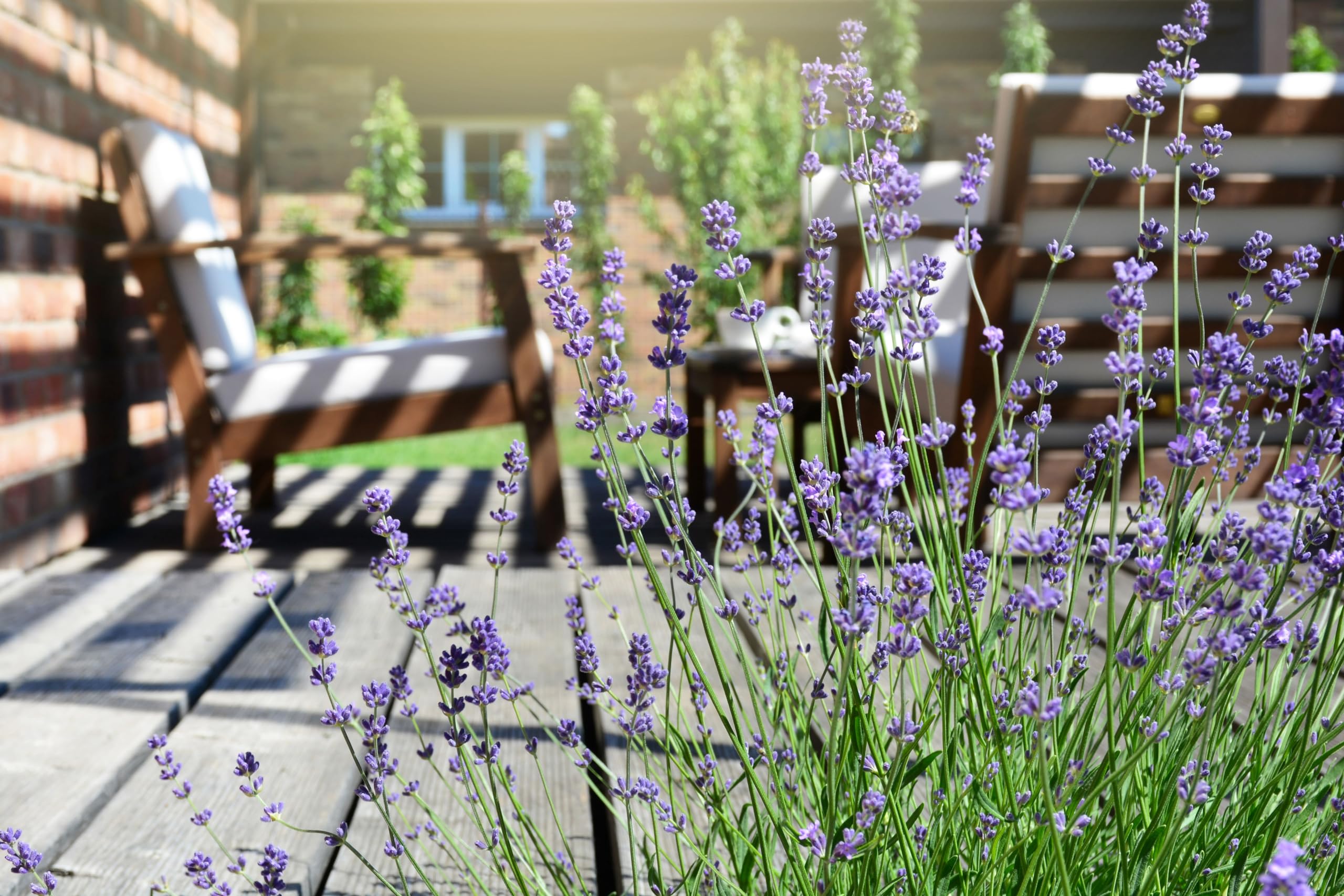 Stauden Gänge 50 x Lavandula angustifolia 'Hidcote Blue' Echter Lavendel | Blaue Staude für Sonne, Blüte Juli bis August, mehrjährig, 9x9 cm Topf