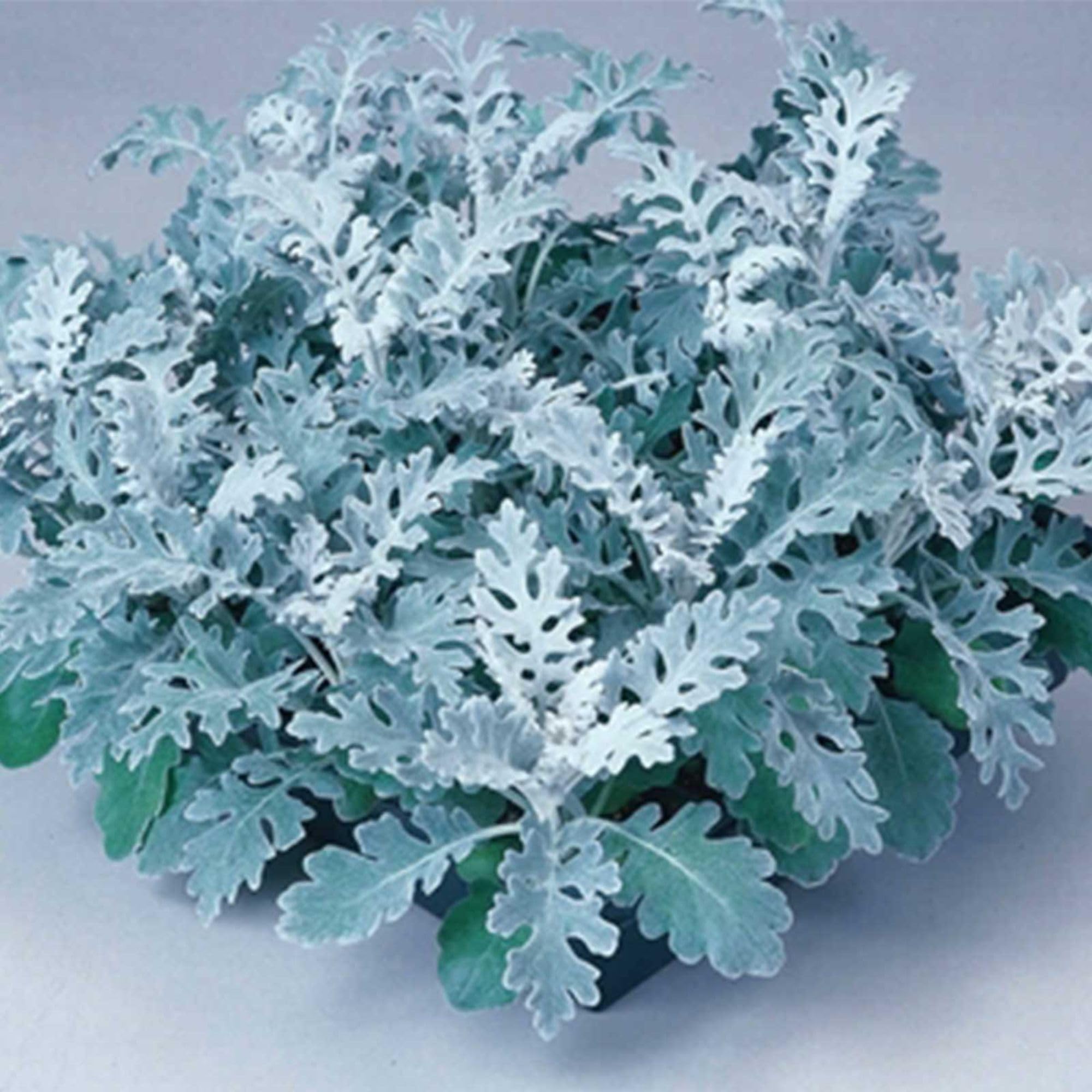 Silverdust Dusty Miller ~1000 Seeds – Senecio Cineraria—84-91 Days—Compact 8-10" Shrubs—Heat & Drought Perennial in Zones 7-10 – Ornamental Foliage