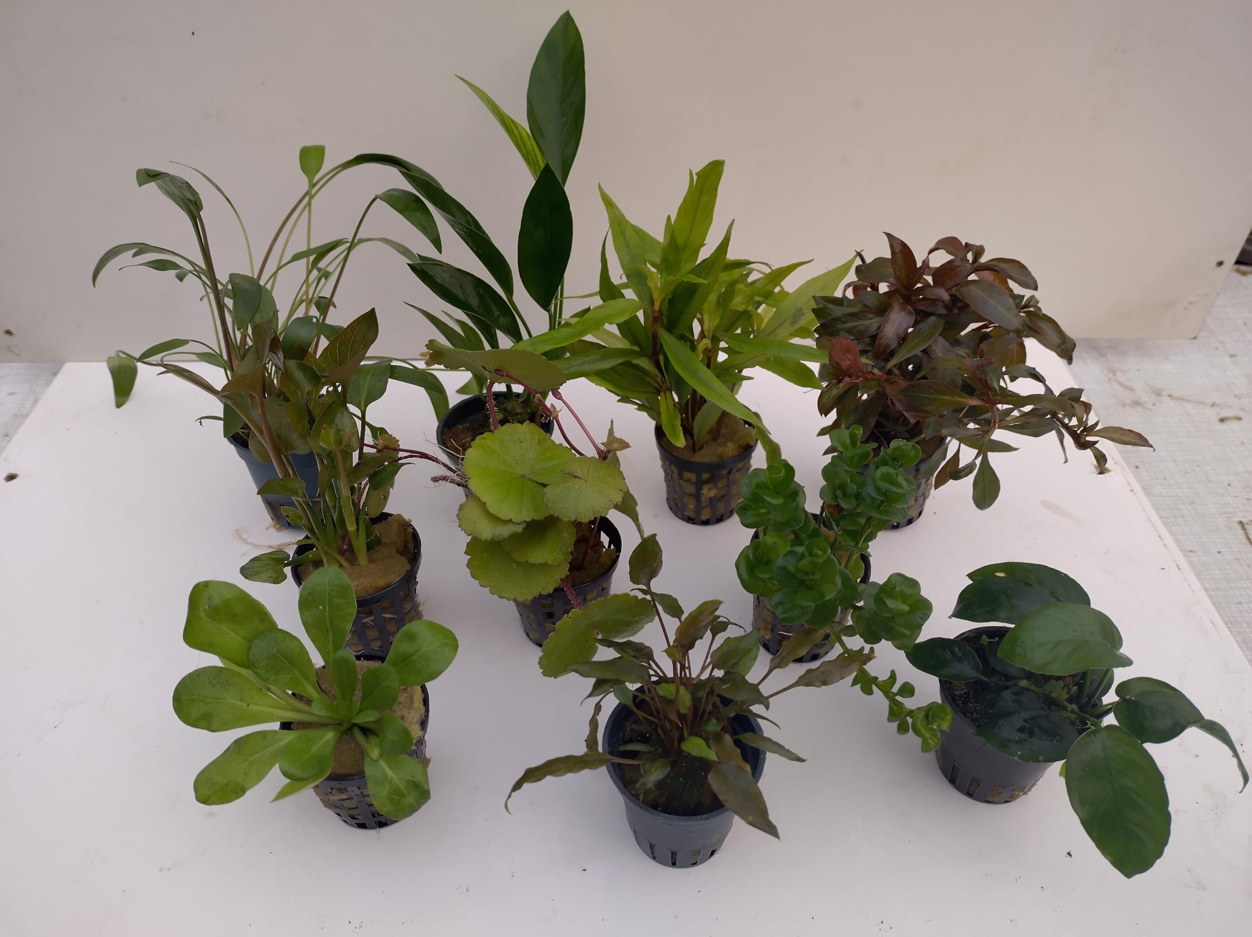 Juego de 10 macetas para plantas de acuario, ideales para principiantes