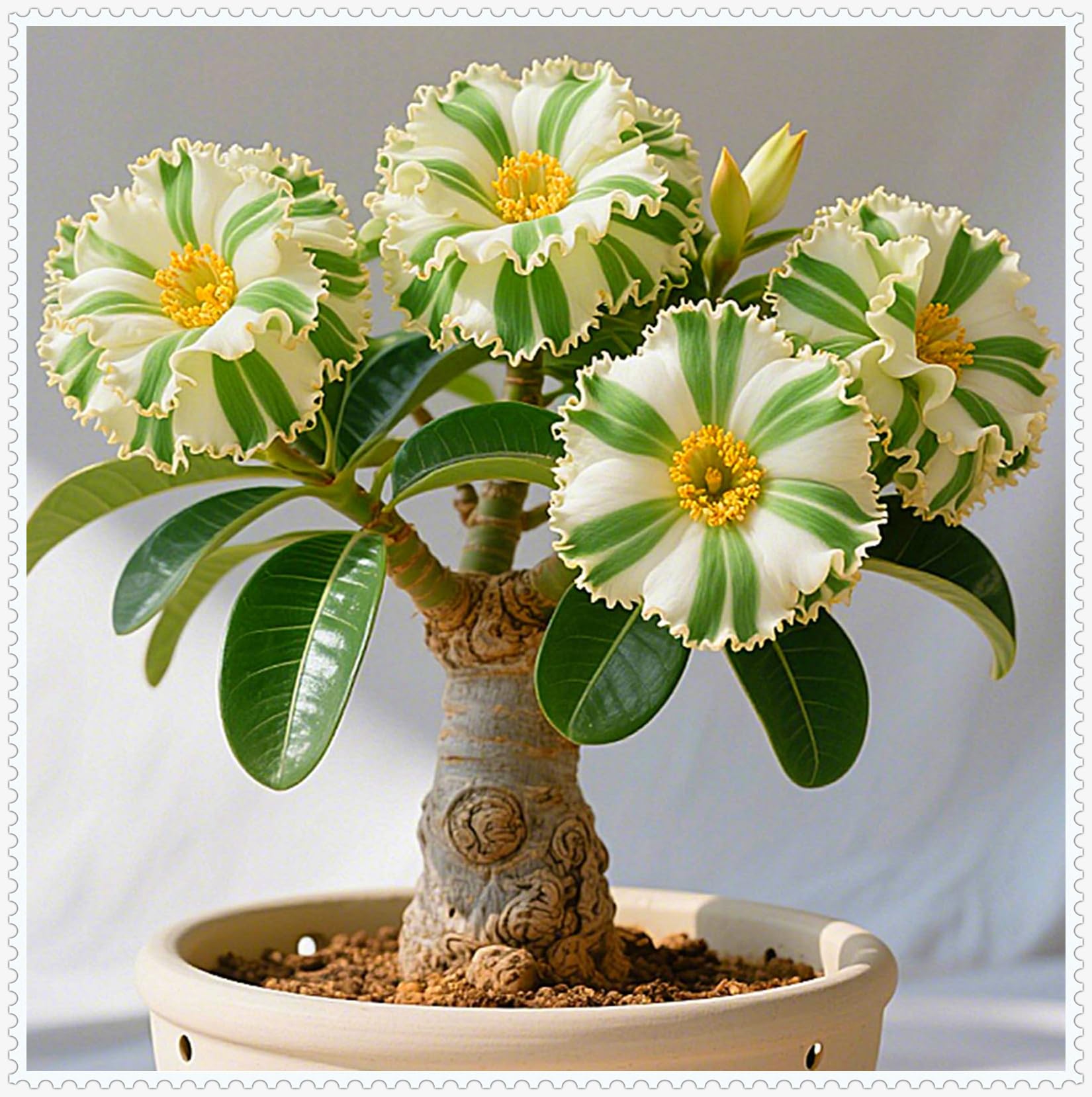 Elegant Desert Rose Bulbs – Hardy Perennial Plants Ready for Planting in UK Gardens/Hardy Perennial/Excellent Display-2 Bulbs-A