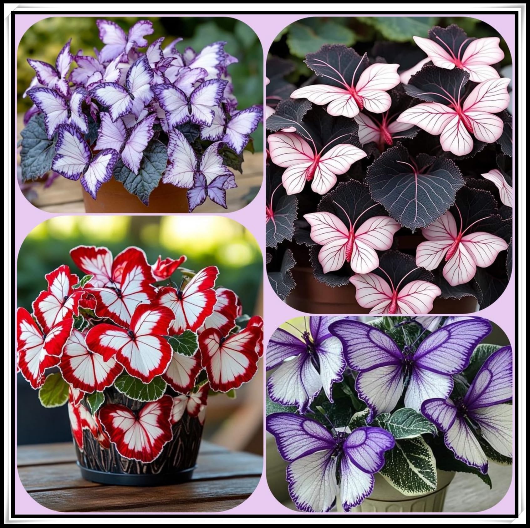 Perennial Hosta Bulb, Midnight Butterfly Flower Herb Hosta Rhizome, Shade-Tolerant ＆ Low-Maintenance, Ideal Garden Excellent Display -4 Bulbs-E
