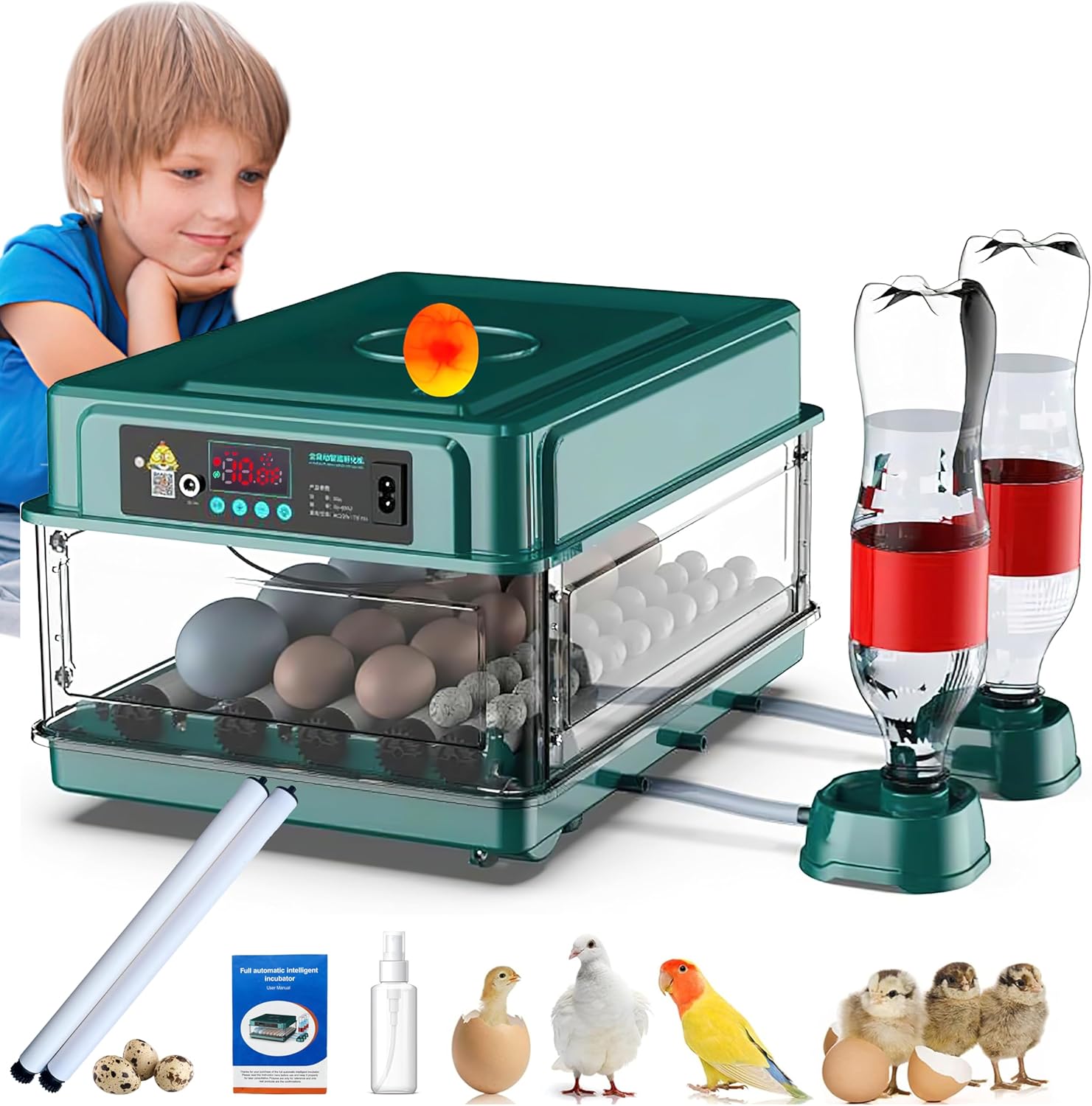 Egg Automatic Incubator 24-60 Eggs Automatic Intelligent Incubators for Hatching Eggs,Poultry Hatching Machine for Chicken Duck Goose Quail Bird Pigeon (24-GREEN1)