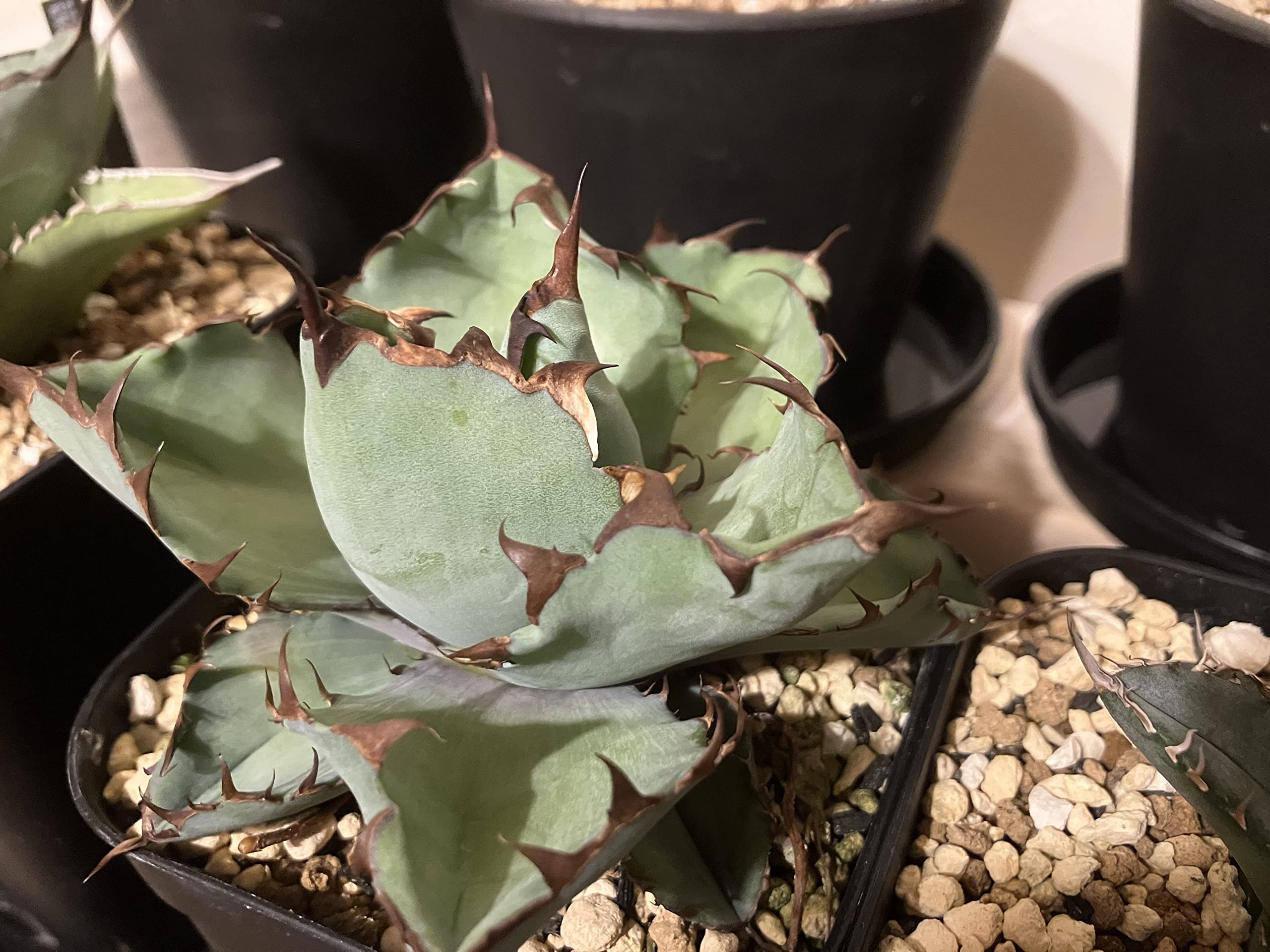 Amazon.co.jp: アガベ・オテロイ（A.oteroi）種子 15粒/袋 : DIY・工具