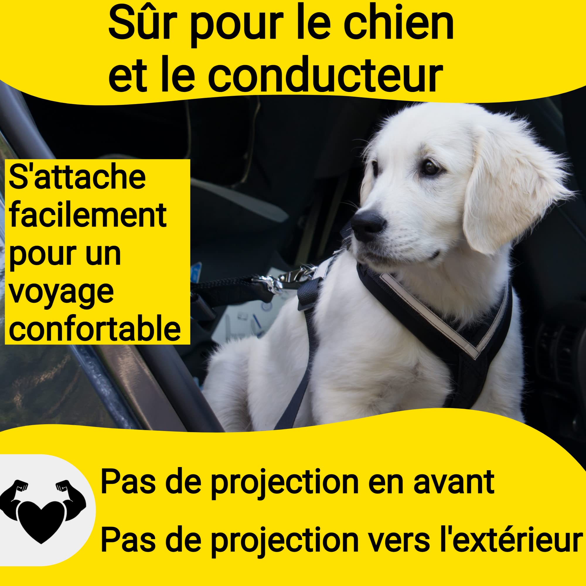 Hundefreund Ceinture de Sécurité pour Chien Voiture Extrêmement Sûre - Ceinture Chien Voiture Réglable avec Amortisseur pour Tous Les Types de Voitures et Toutes Les Races de Chiens