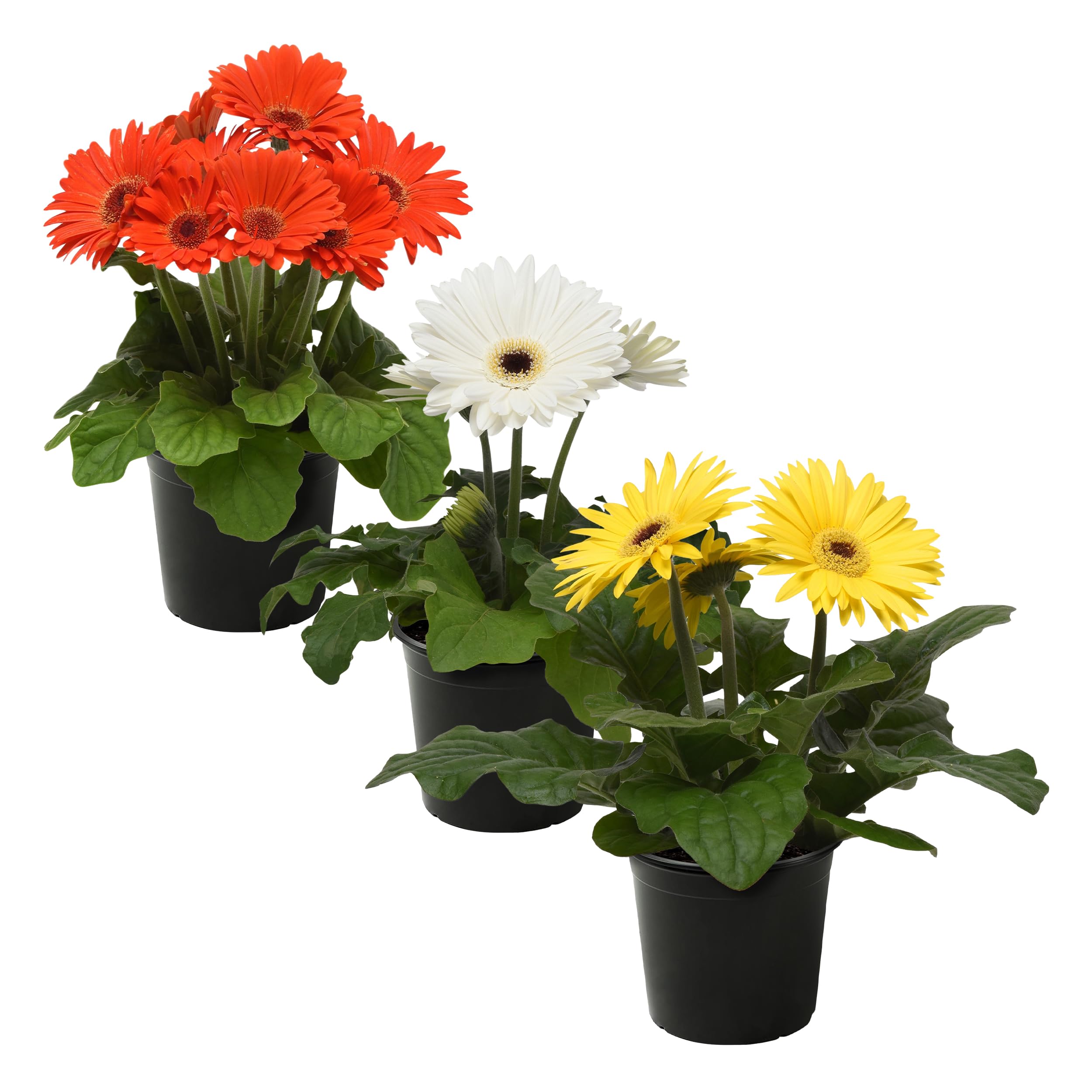Live Flowering Gerbera Daisies 3-Pack