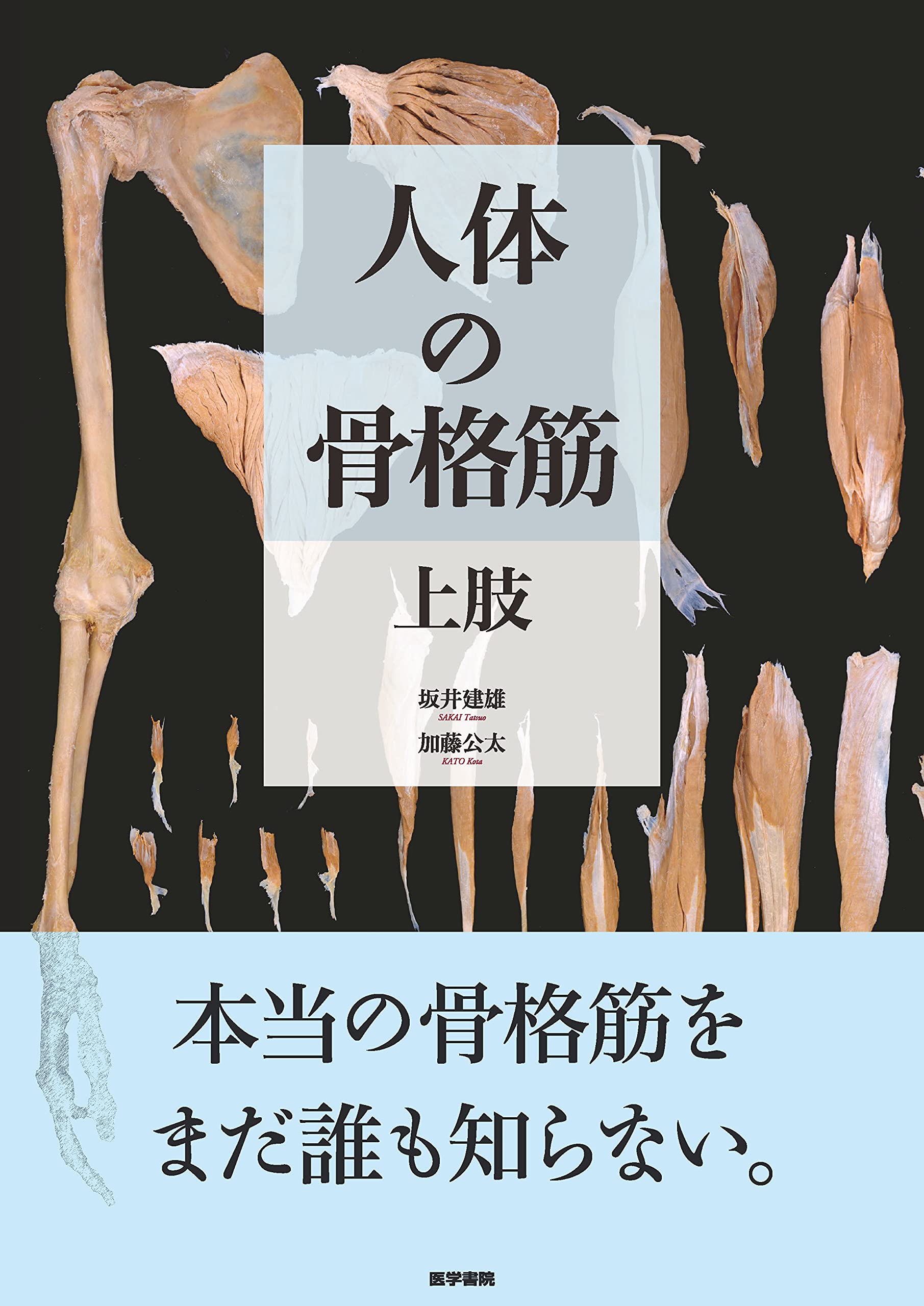 人体の骨格筋 上肢 人体の骨格筋 上肢 | 坂井 建雄, 加藤 公太 |本 | 通販 | Amazon