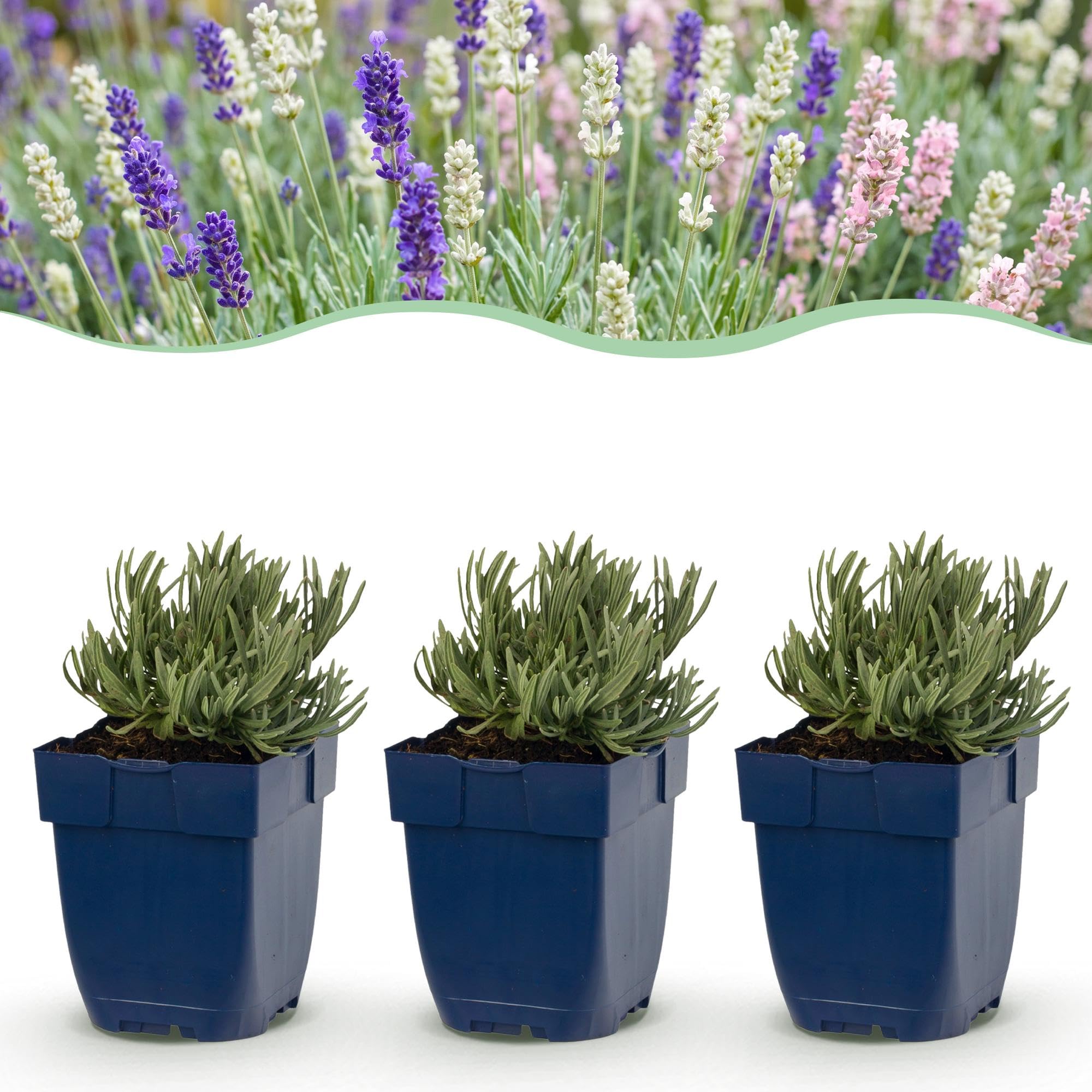 Green boutiQ - Stauden - Lavandula Tricolour - Lavendel - Duftend - Blau - Rosa - Weiß - 12 Pflanzen - Topf 11 cm - Höhe 15-25 cm
