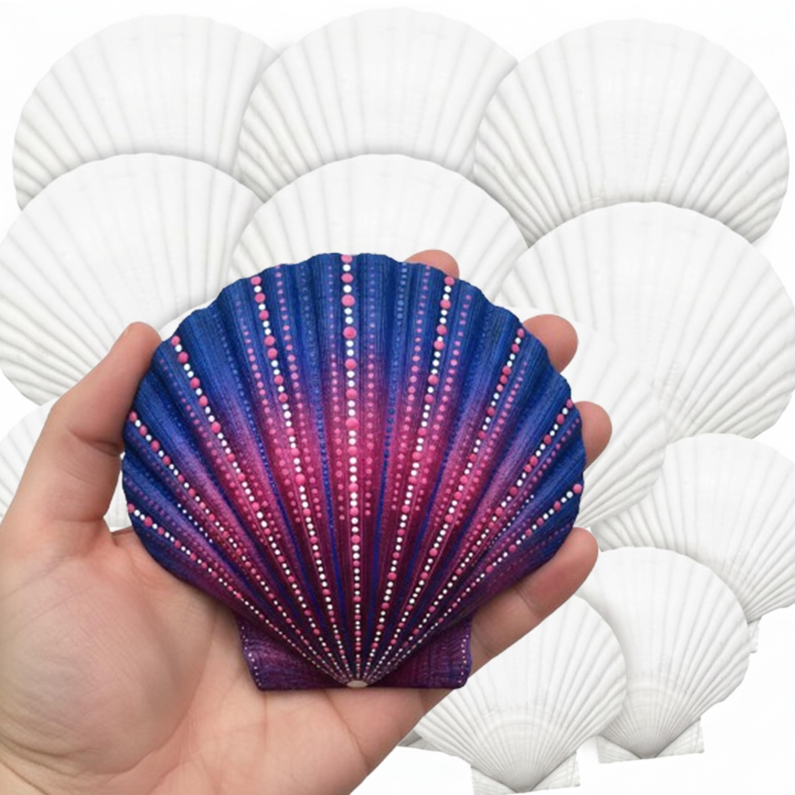 BAG.IT 18 Pcs Natural White Sea Shells (5-13CM) Scallop Shells for DIY Craft,Painting, Jewelry, Home