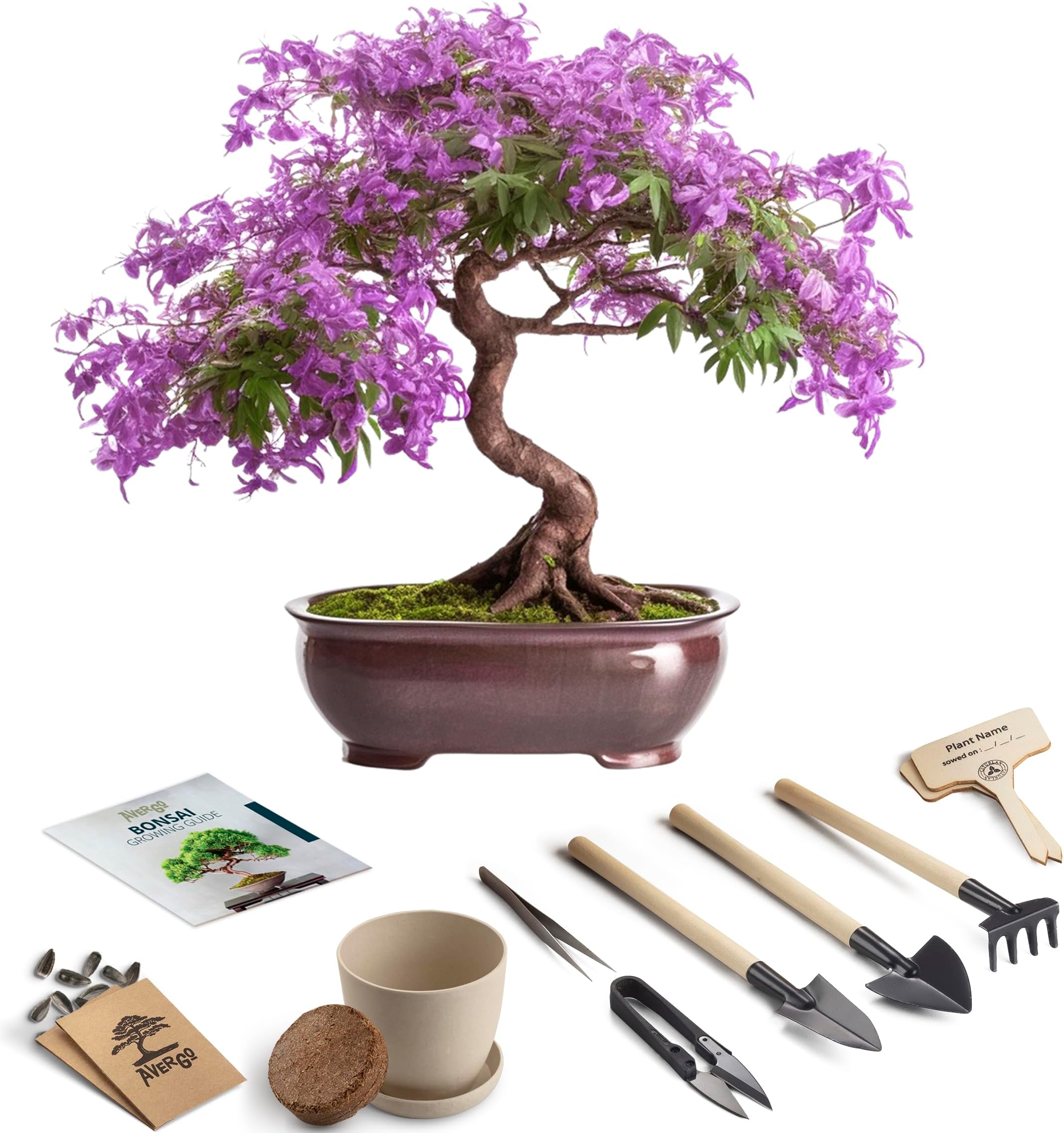 AVERGO Bonsai Tree Kit – 2X Jacaranda + 2X Locust - 2xV1-D