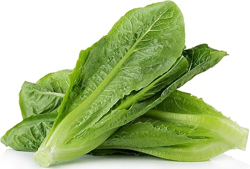 3000 Semillas de lechuga romana Parris Island Cos – 0.18 onzas – Semillas vegetales de primera calidad cultivadas en Estados Unidos sin OMG para