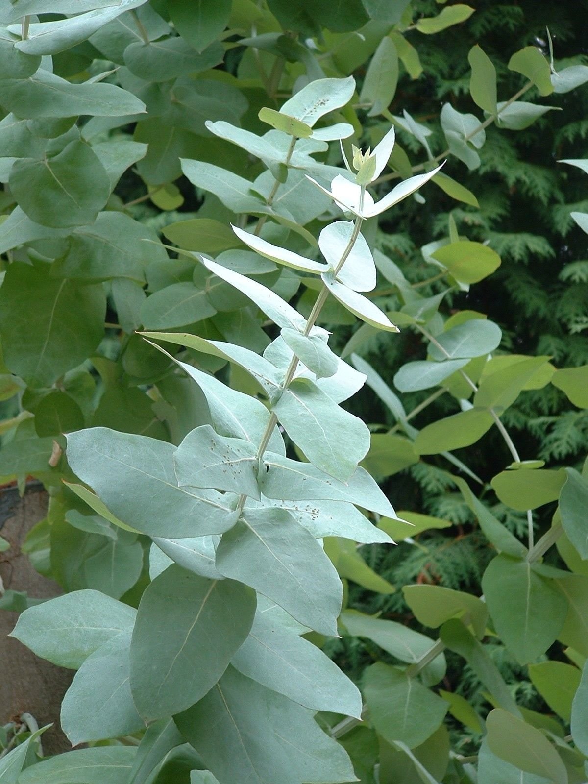 Eucalyptus Globulus, Tasmanian Blue Gum, Tree 50 Seeds Buy Online in