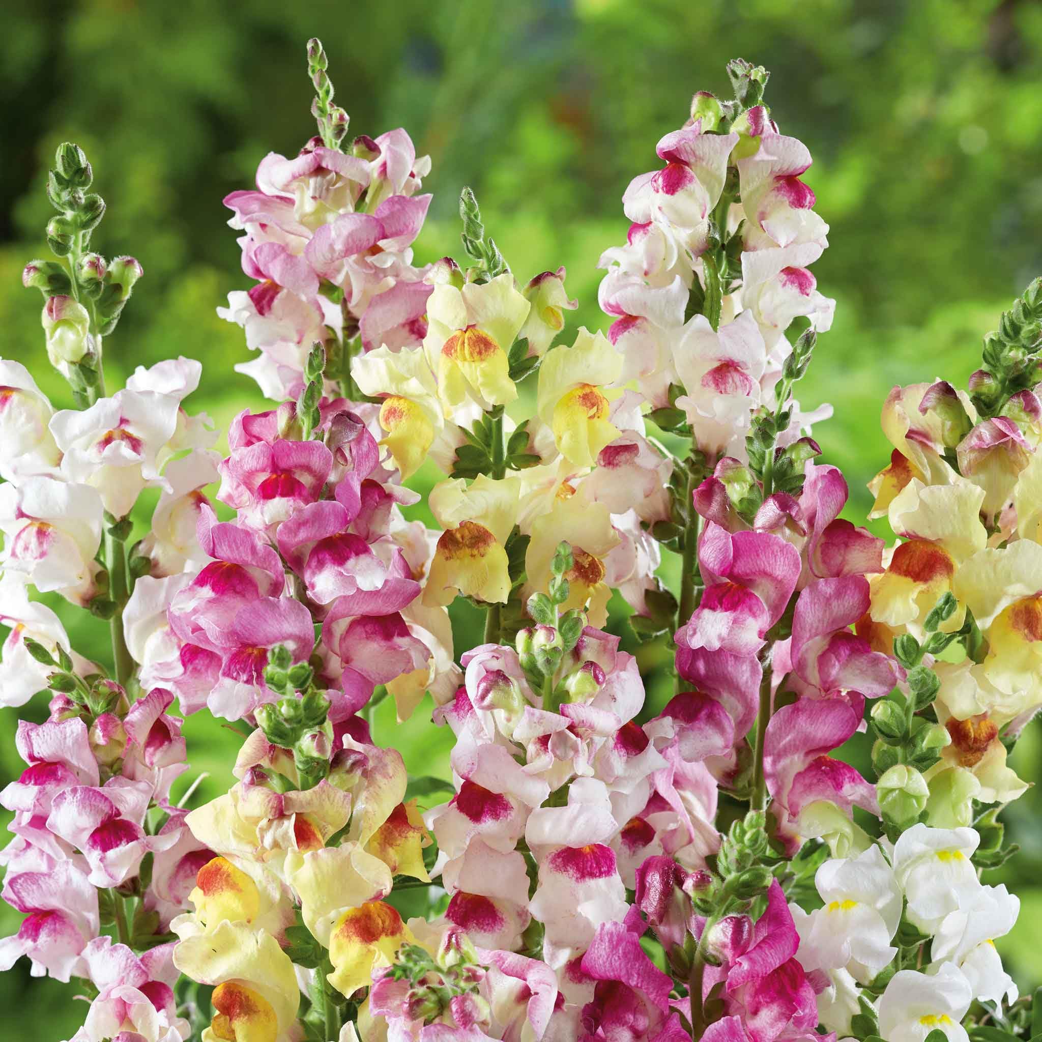 Amazon.com : Eden Brothers Snapdragon Seeds - Brighton Rock