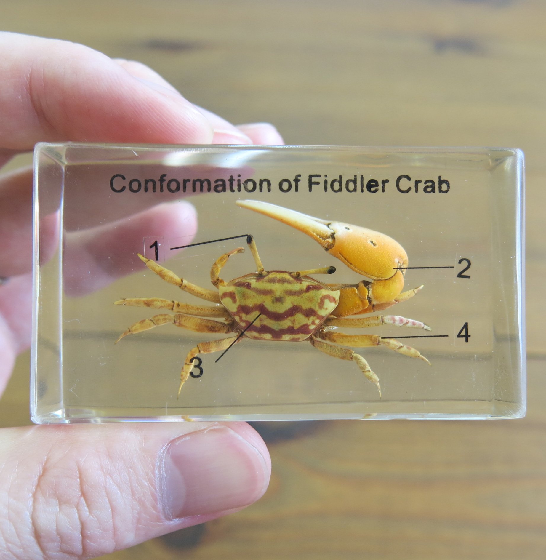 カニページ 日本正規品 クニペックス メカニックプライヤー (3835-200