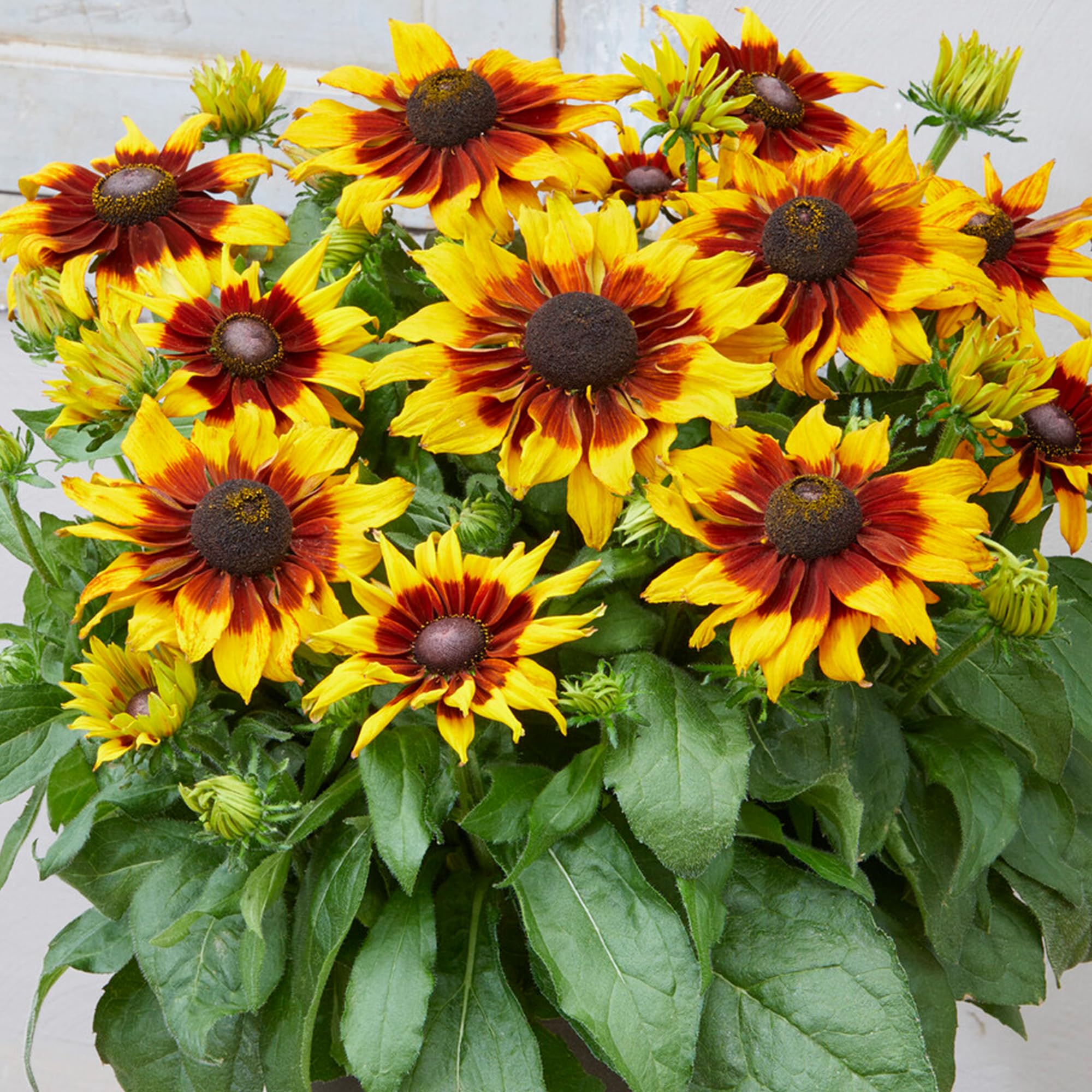 Rudbeckia Summerina Sizzling Sunset - Black Eyed Susan Plant - Perennial Plants Garden Ready - Garden Plants in Pots for Outside - Garden Ready to Plant Hardy Perennials (9cm Pot, 10-20cm)