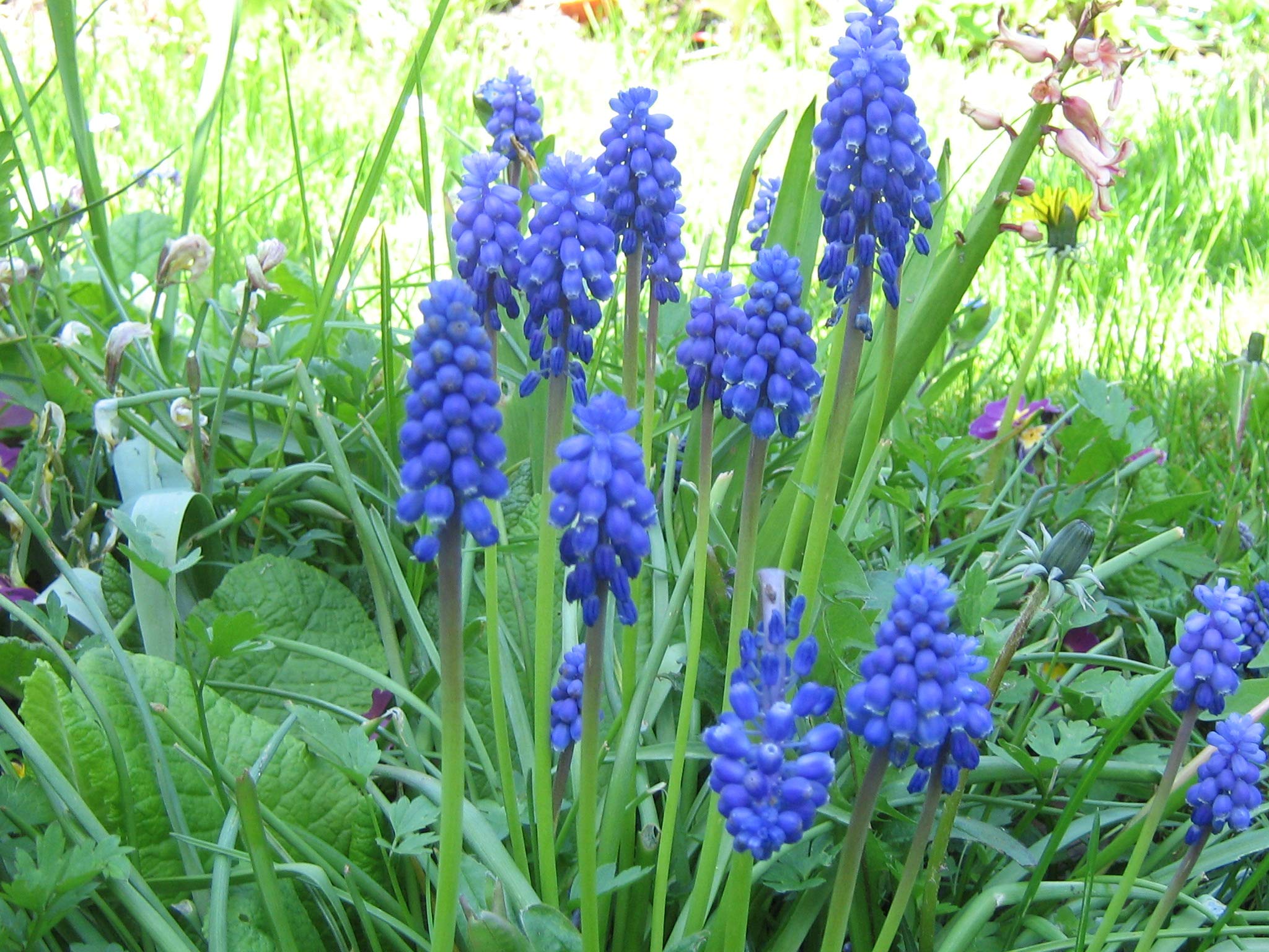 Blumenzwiebeln Muscari Traubenhyazinthe aucheri Blue Magic (100 Zwiebeln)