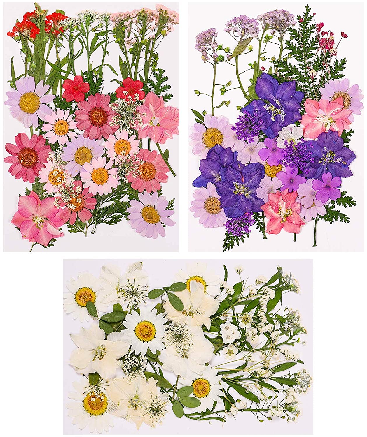 105 Stück Natürliche Getrocknete Blumen, DIY Gepresste Blumen Gemischte Getrocknete Blätter Getrocknet Gänseblümchen Gemischt für Kunst Basteln DIY Harz Scrapbooking Handwerk Karten Machen