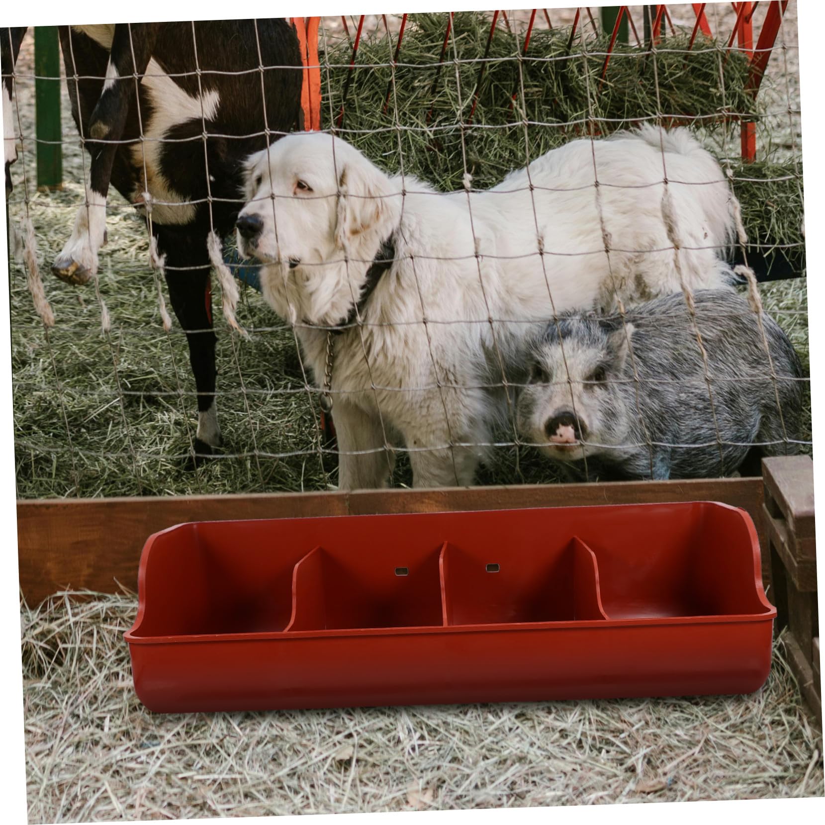Mangiatoia per Suinetti in Plastica Multi-scomparti, Resistente Agli Urti, Capacità Multipla per Allevamento Suino in Contesto Agricolo