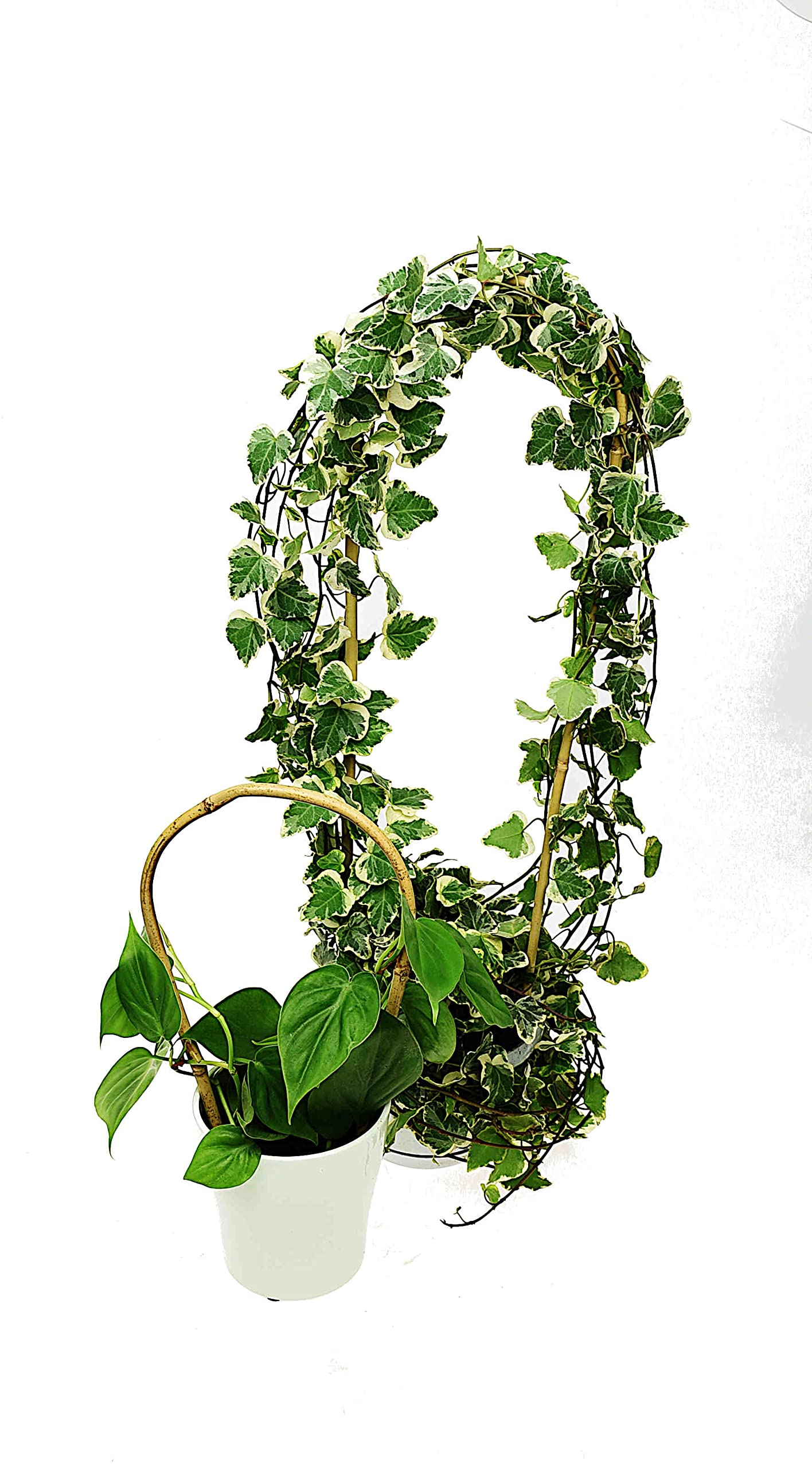 Dixiestore Gebogener Bambus Bambusstifte Natürliche - für Pflanzen Dekoratives Element Rankhilfe Clematis Efeu oder Orchideen Pflanzstäbe Stäbe - Größe 150 cm 14/16 mm Inhalt 100 Stück