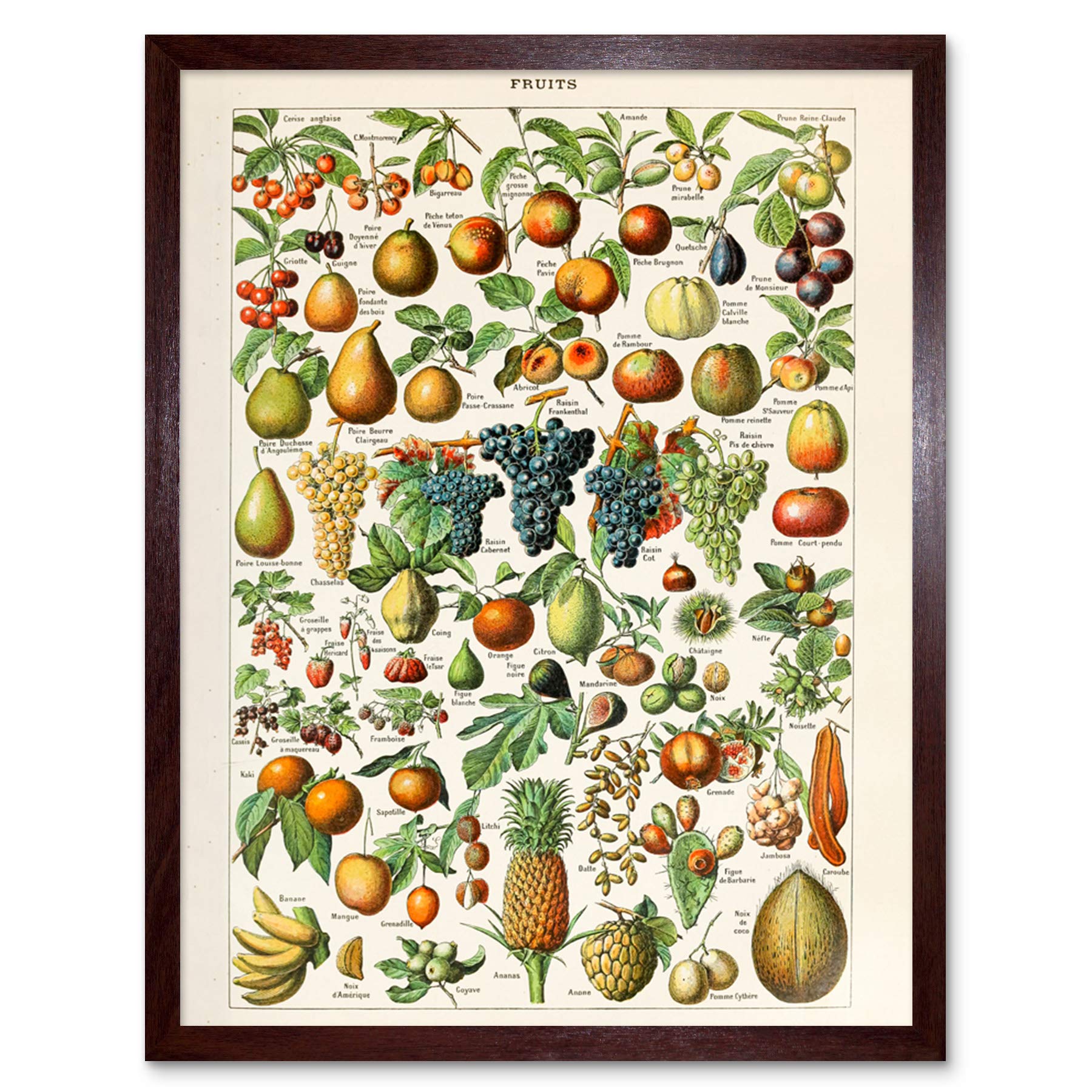 Artery8 Millot Encyclopedia Page Molluscs Shells Art Print Framed Poster Wall Decor 12x16 inch — view 33