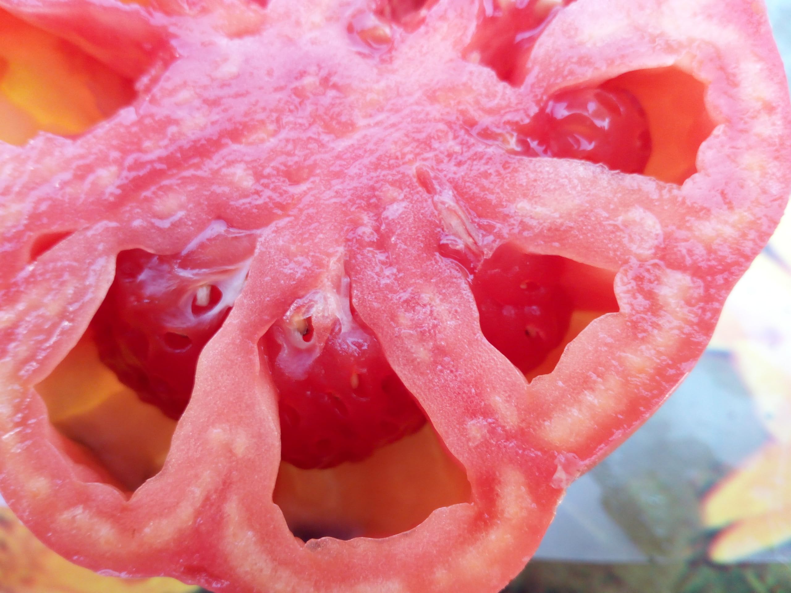 TOMATE GIGANTE BELMONTE