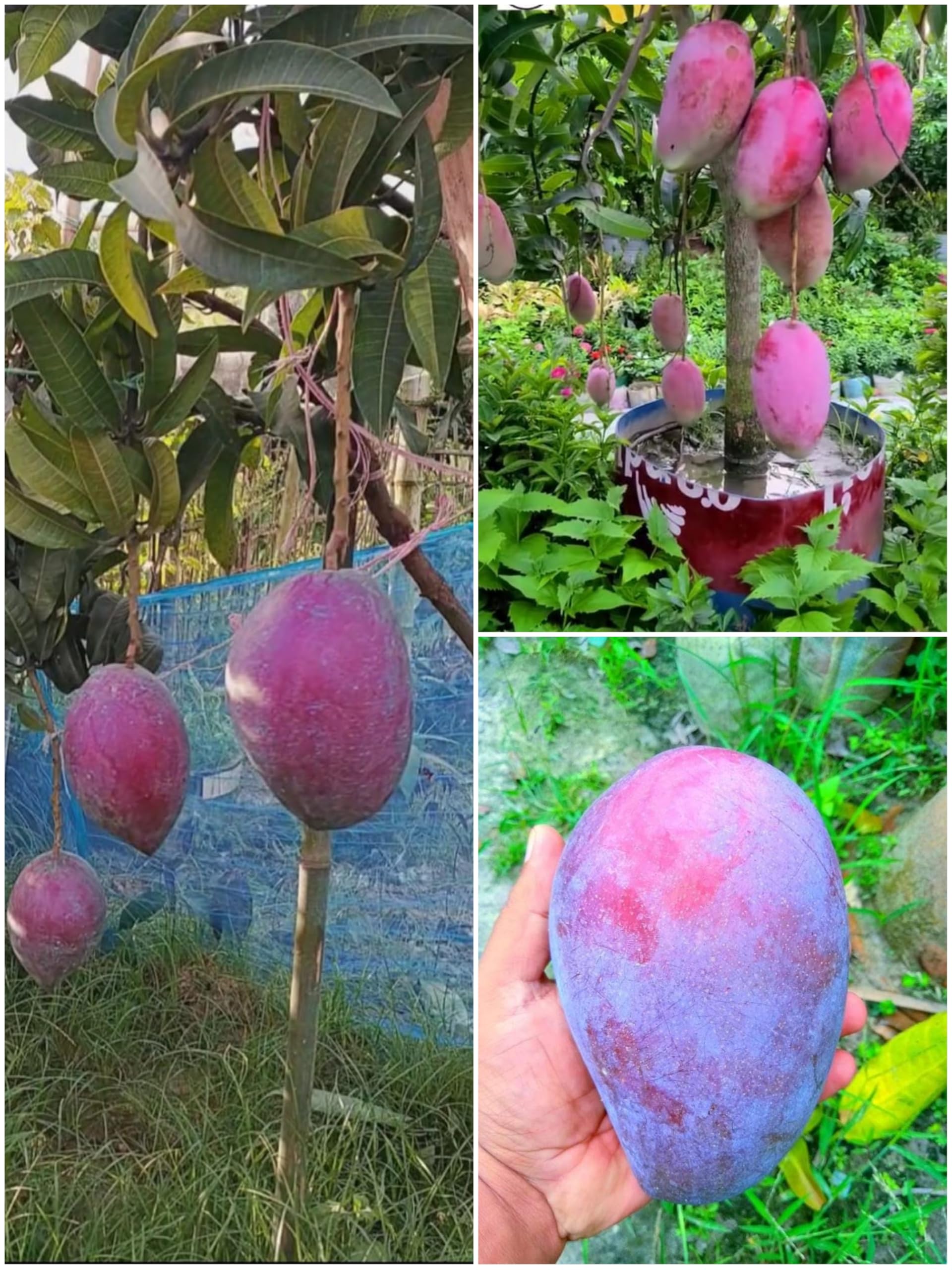 See full amazon price history chart for Purple Miyazaki Mango Plant (Combo Pack Of 2 Plant) Healthy Live Grefted Purple Miyazaki Mango Plant Original Japnese Variety Purple Miyazaki Mango Plant, After Fruiting 1 years Hight 2-3 Feet Purple Miyazaki Mango Plant (Combo Pack Of 2 Plant) Healthy Live Grefted Purple Miyazaki Mango Plant Original Japnese Variety Purple Miyazaki Mango Plant, After Fruiting 1 years Hight 2-3 Feet (B0D57WX3PZ) Amazon Price History, Amazon Price Tracker