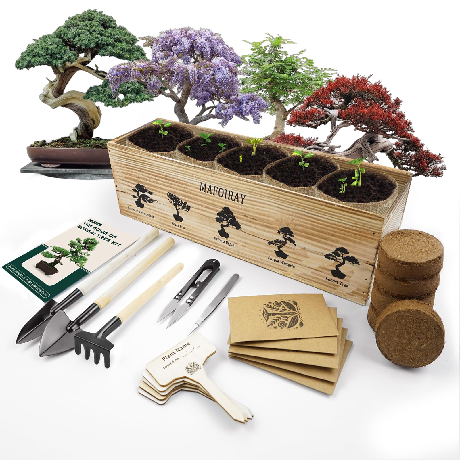 Bonsai Tree Kit, 5 X Unique Japanese Bonsai Trees, Include Bonsai Tree Seeds, Tools, Complete Indoor Bonsai Starter Kit for Growing Bonsai Plants, Gardening Gifts for Women & Men