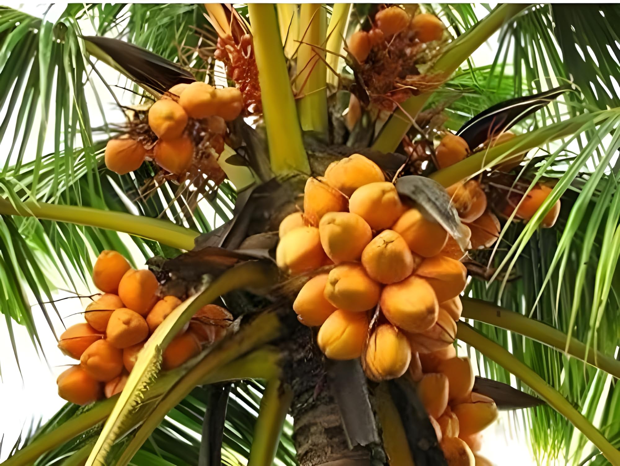 Green view "Chowghat Orange Dwarf Coconut " Rare Hybrid- 1 Healthy Live Chowghat Orange Dwarf Coconut Fruit Plant 1.5-2 ft Height in Nursery Grow Bag for Home Garden (B0BT2144T5) Amazon Price History, Amazon Price Tracker