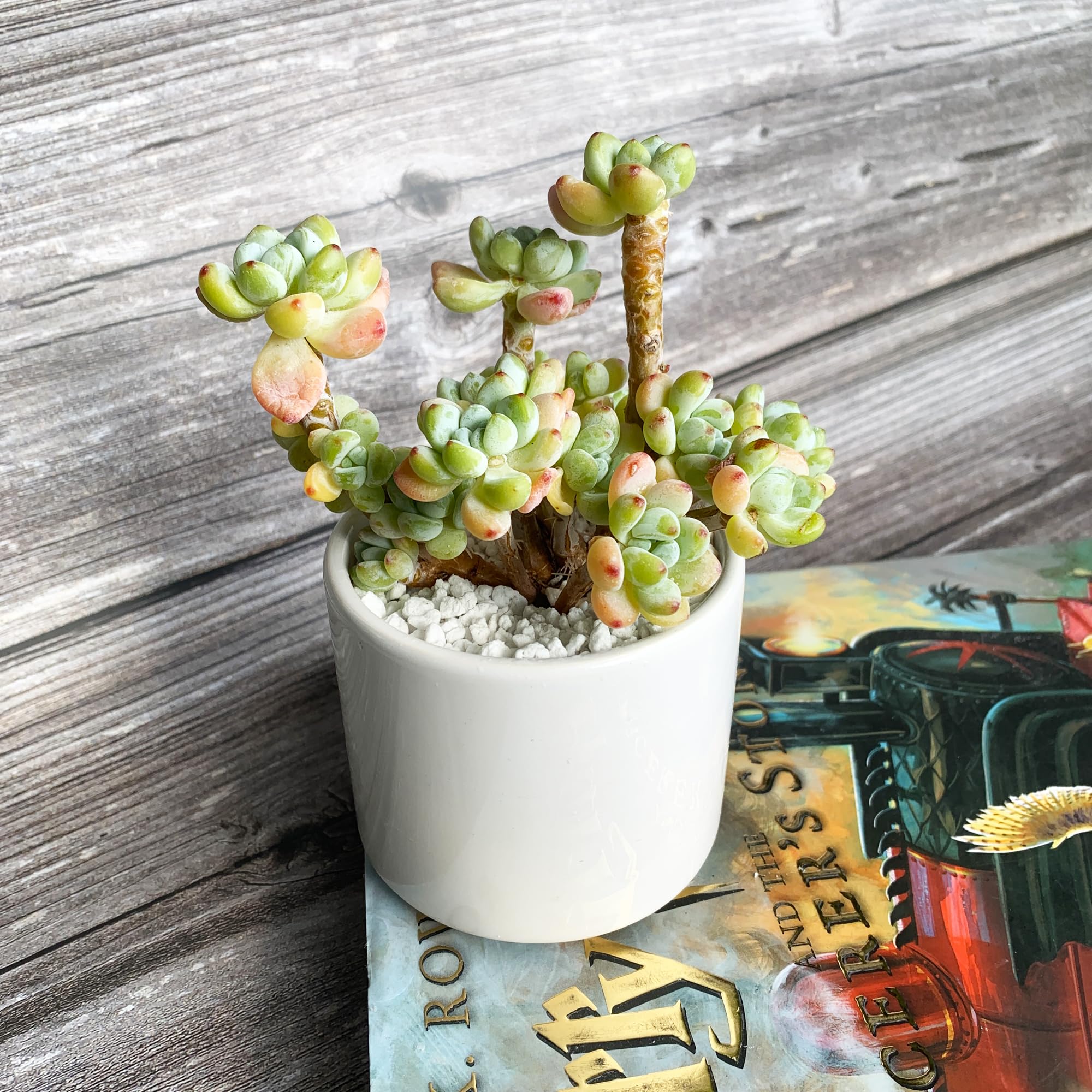 Sedum Clavatum Rare Live Succulent