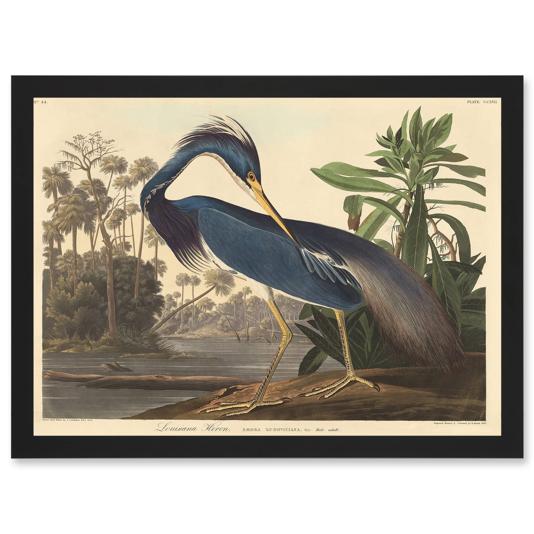 Artery8 Painting Bird Audubon Louisiana Heron Artwork Framed Wall Art Print A4